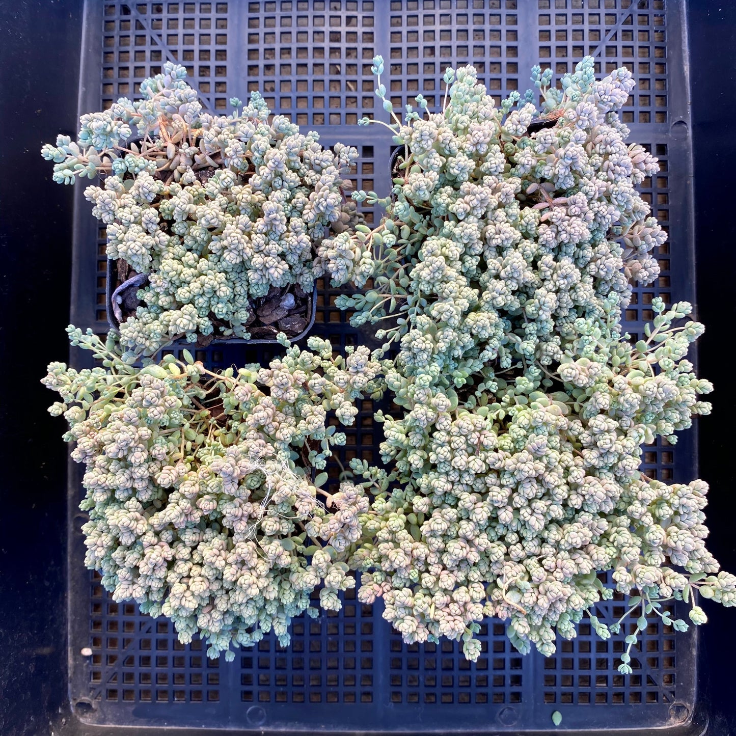 Sedum dasyphyllum miniature