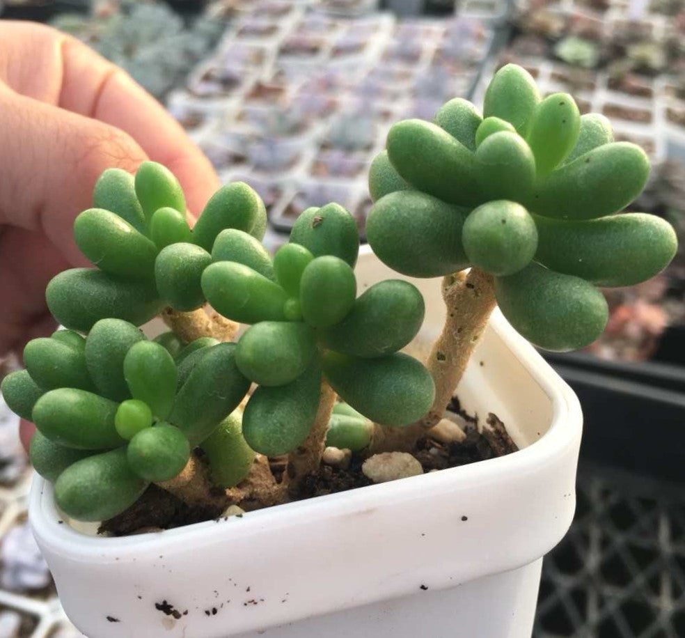 Sedum hernandezii