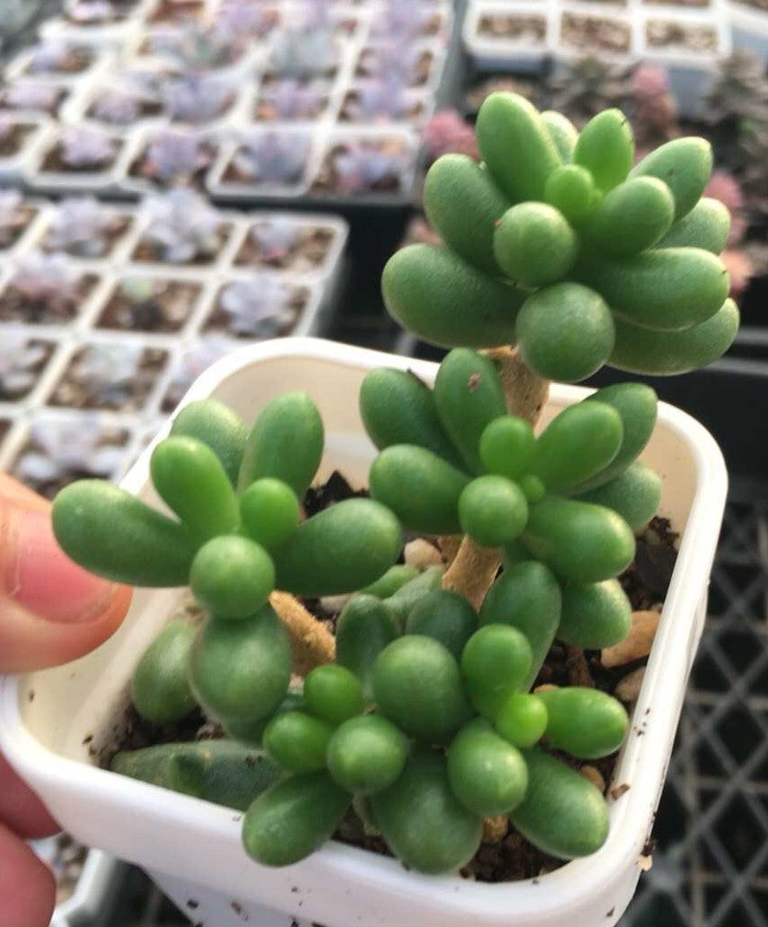 Sedum hernandezii