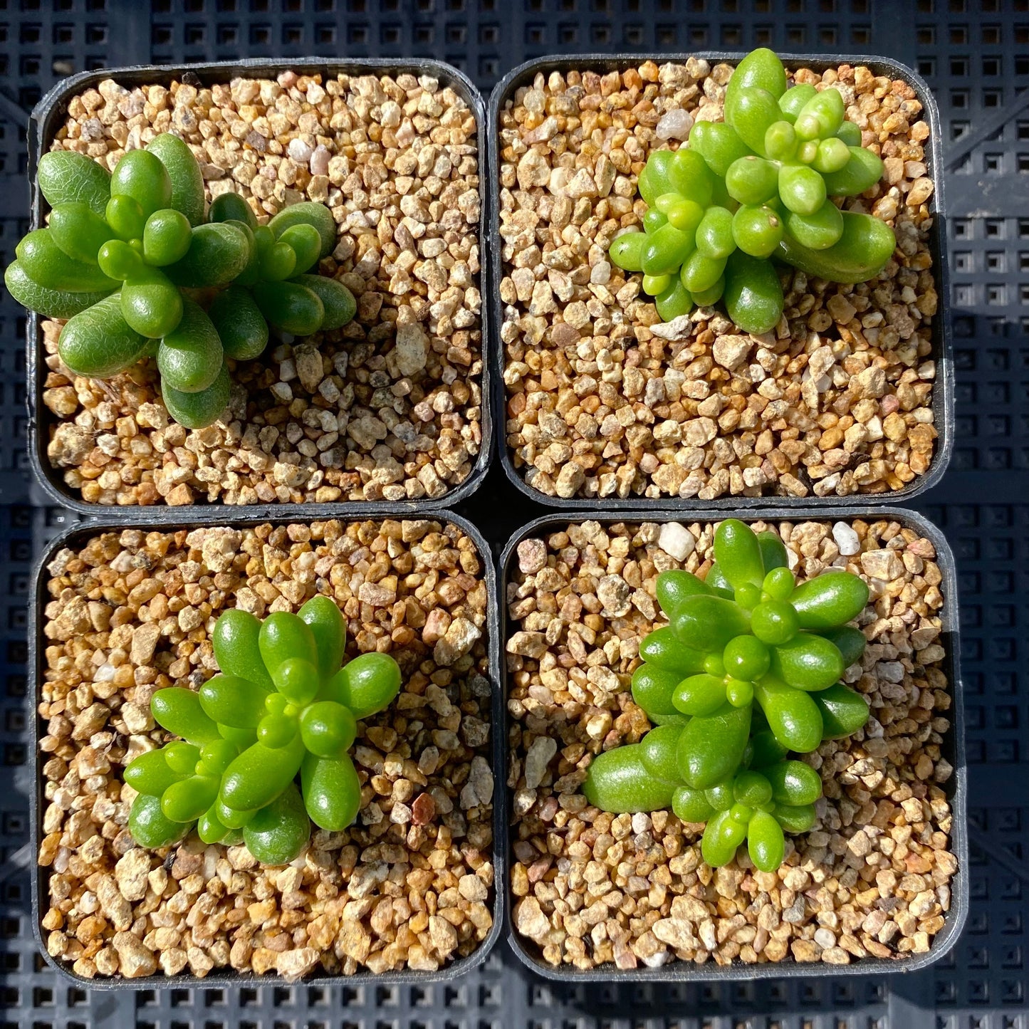 Sedum hernandezii