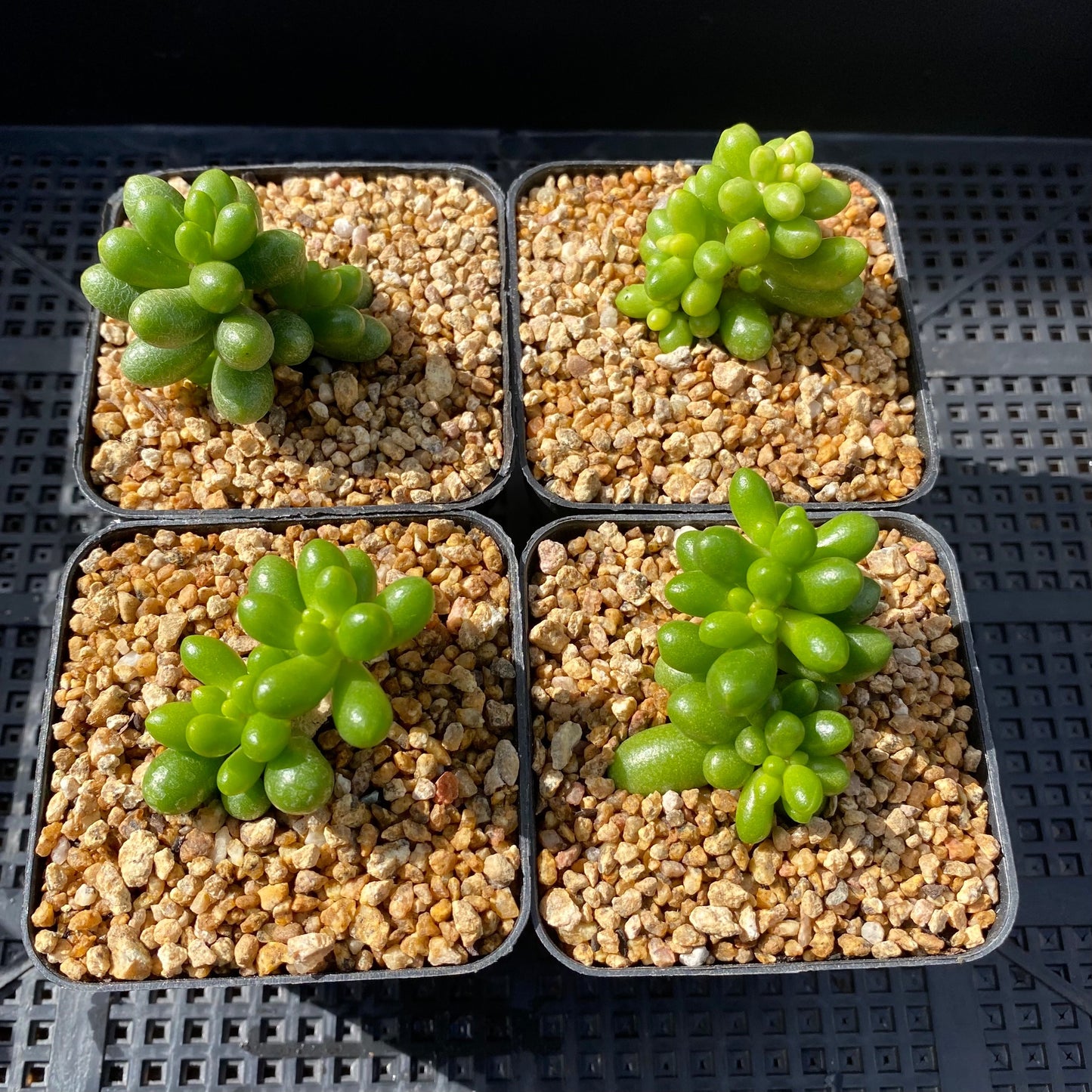 Sedum hernandezii