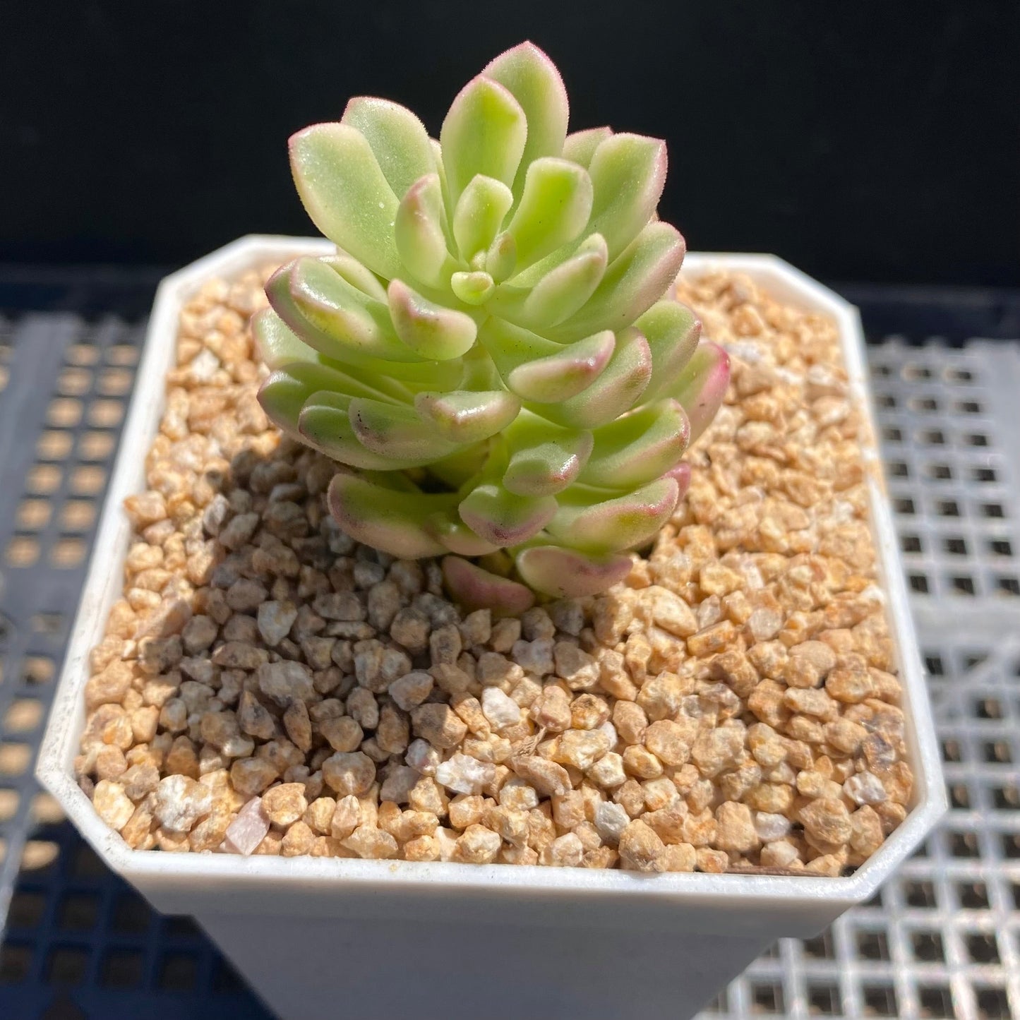 Sedum joyce tulloch variegata