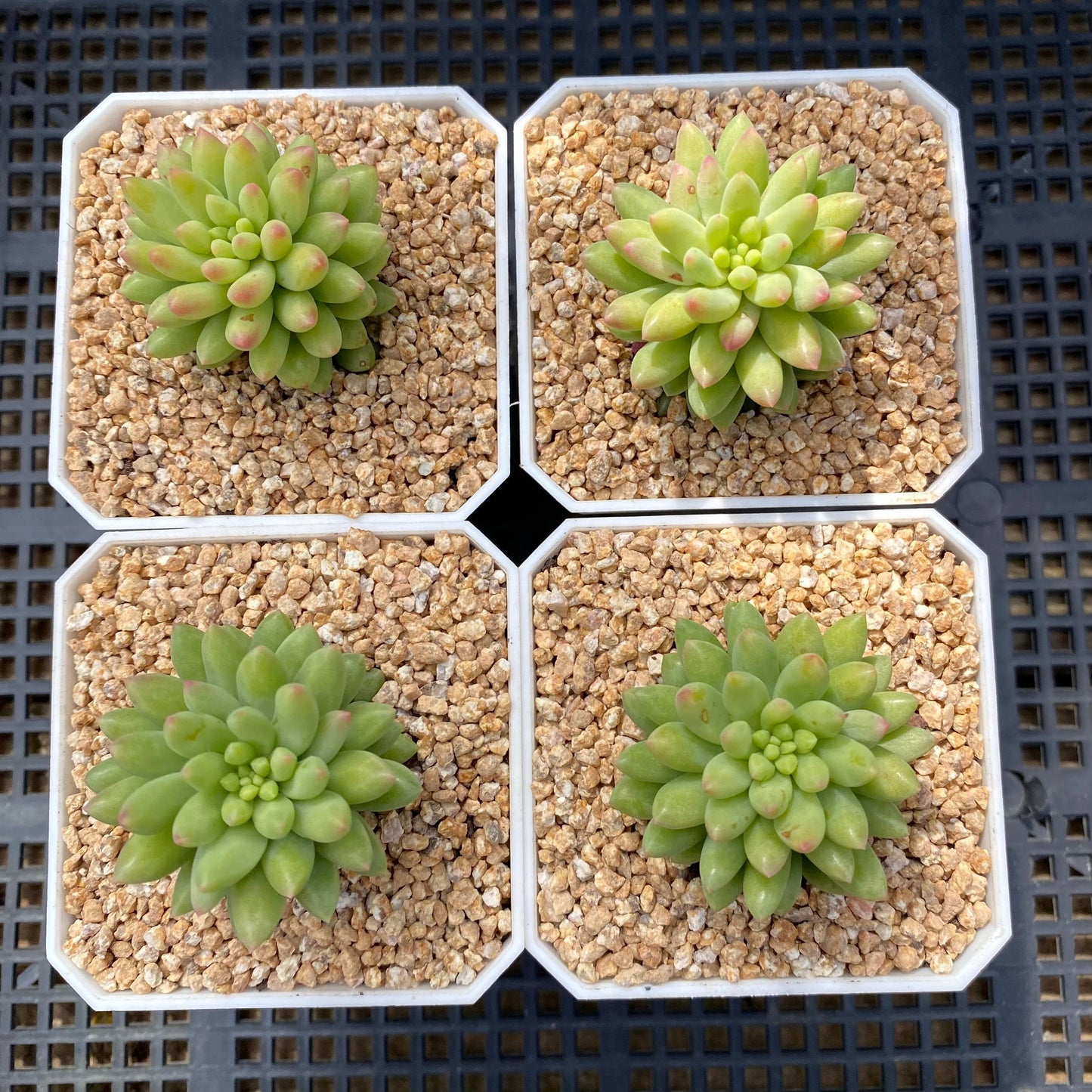 Sedum pink berry