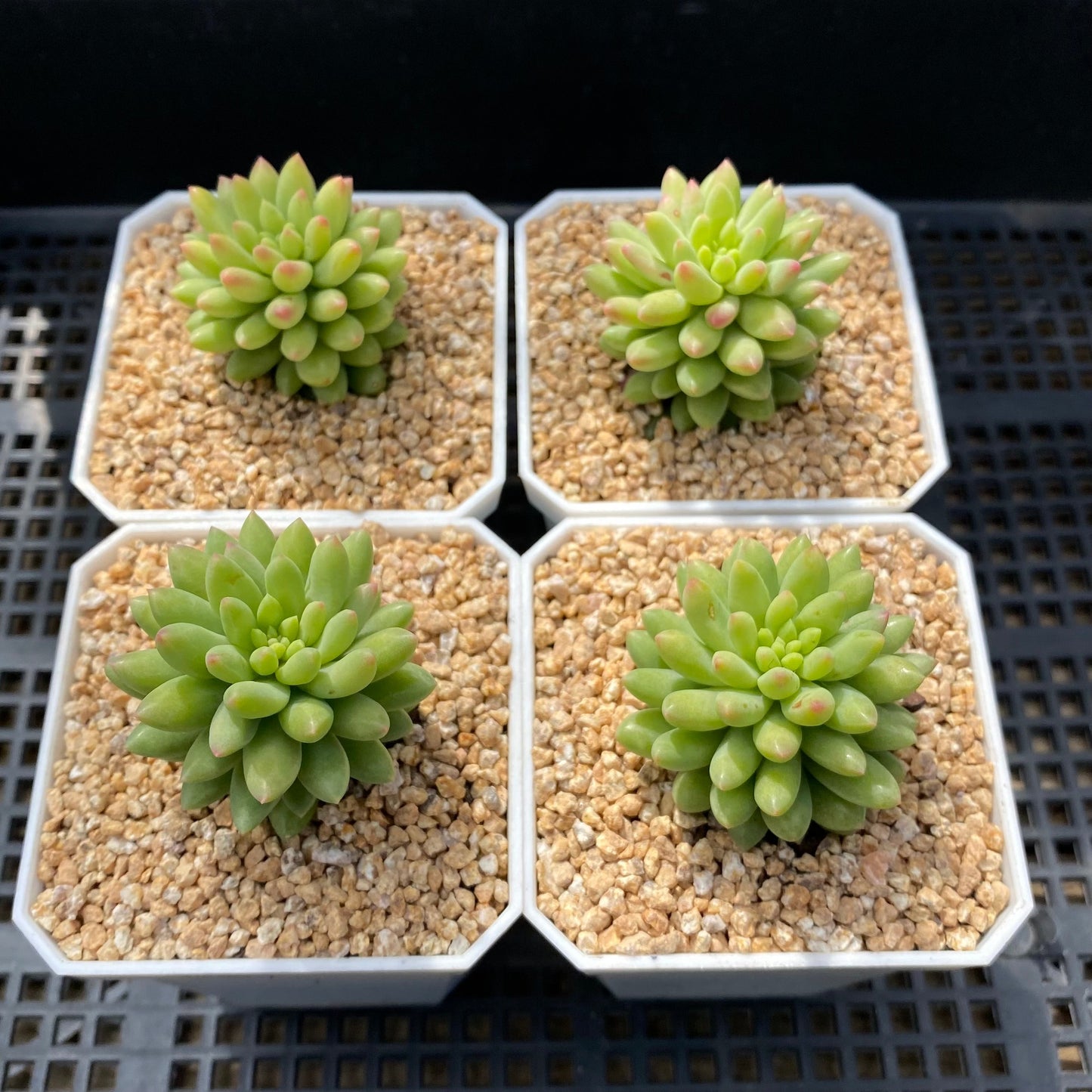 Sedum pink berry