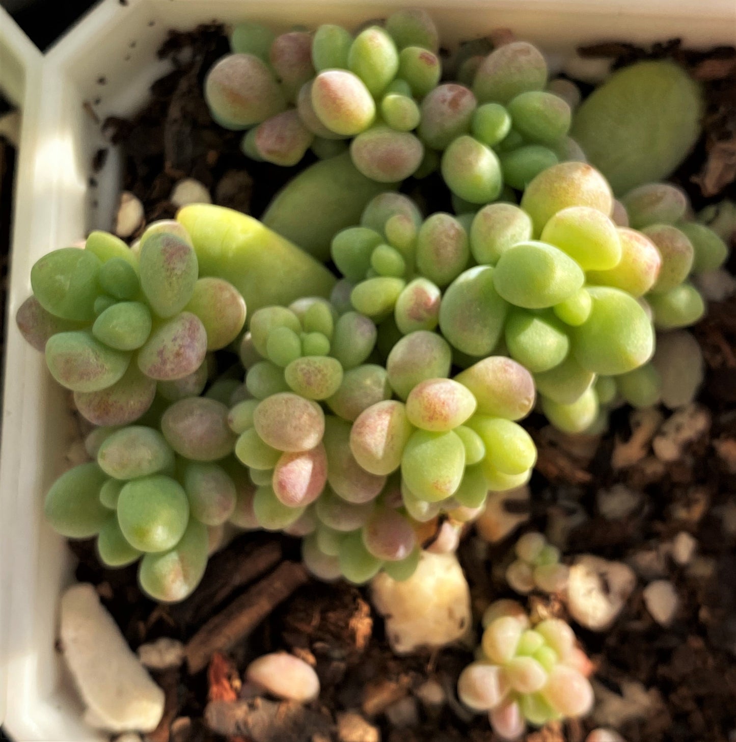 Sedum treleasei 'angel's tear'