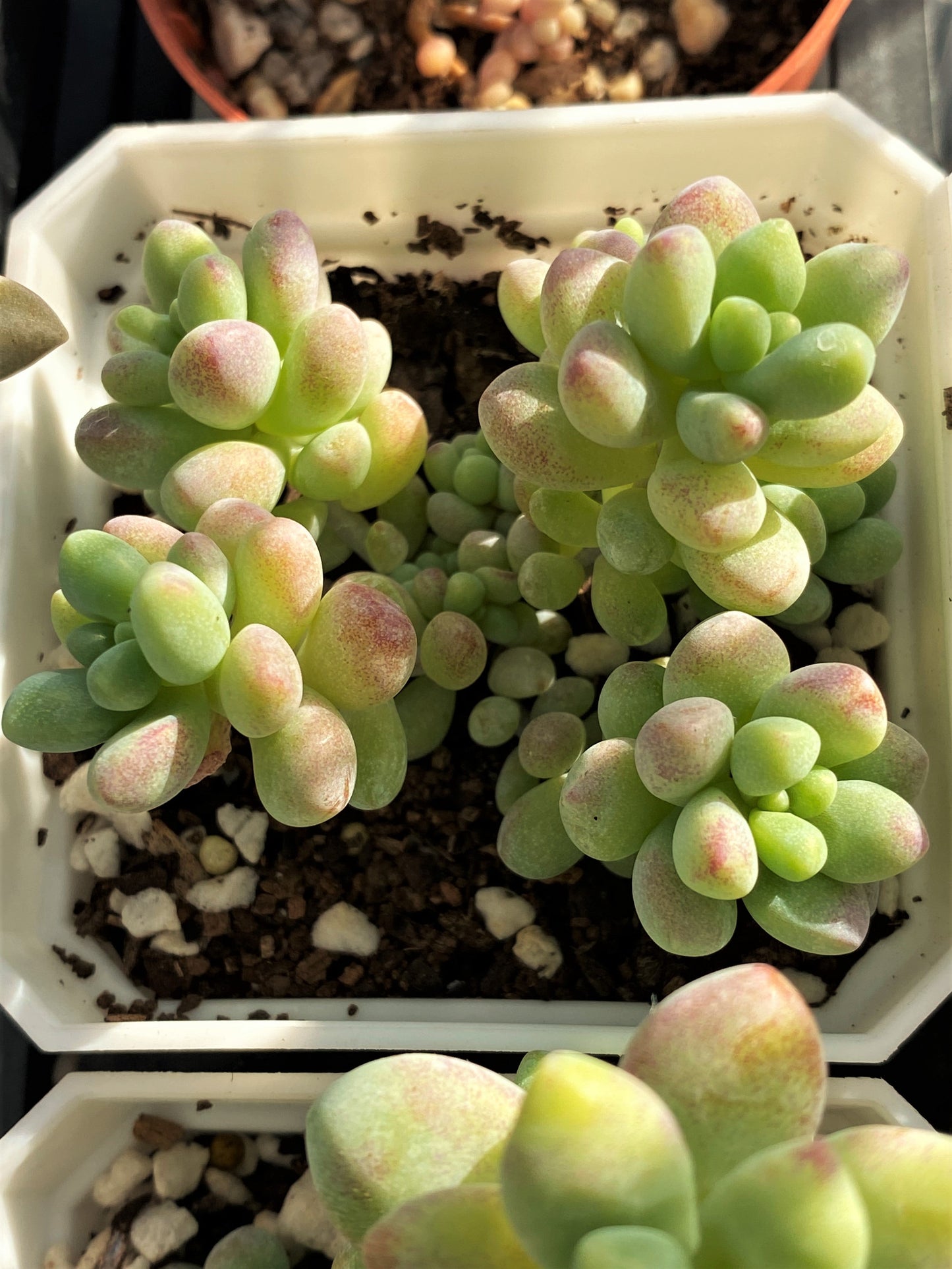 Sedum treleasei 'angel's tear'
