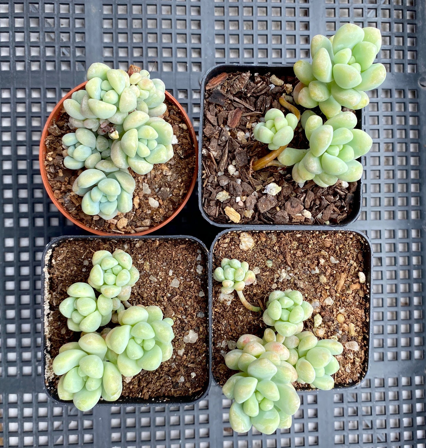 Sedum treleasei 'angel's tear'