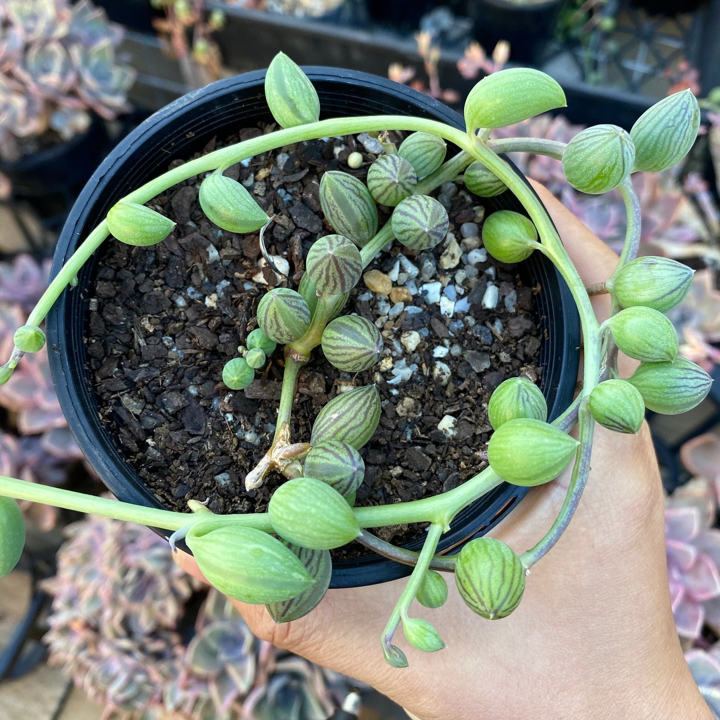 Senecio herreianus watermelon boy