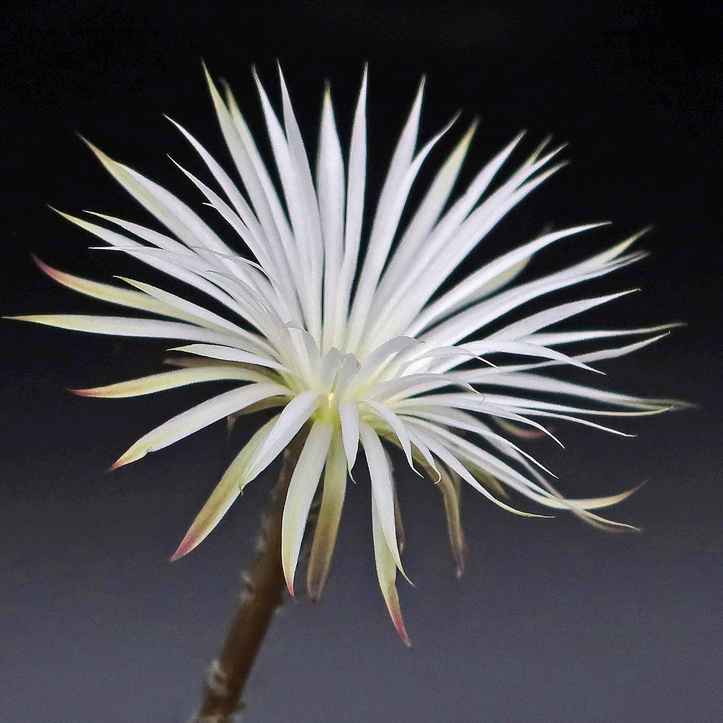Setiechinopsis mirabilis
