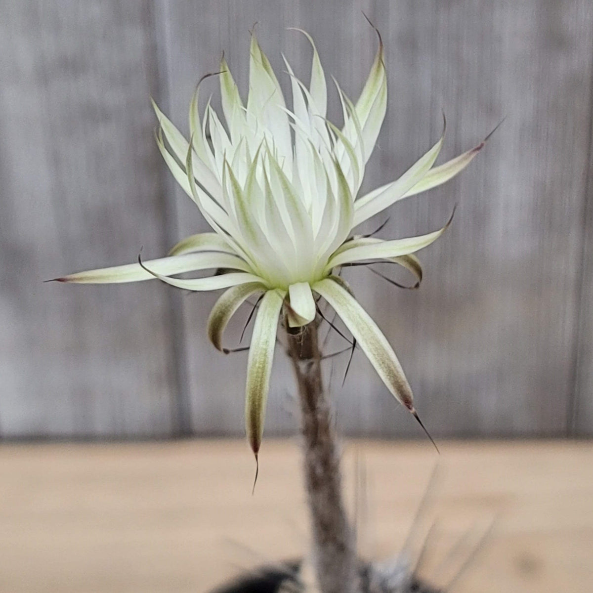 Setiechinopsis mirabilis