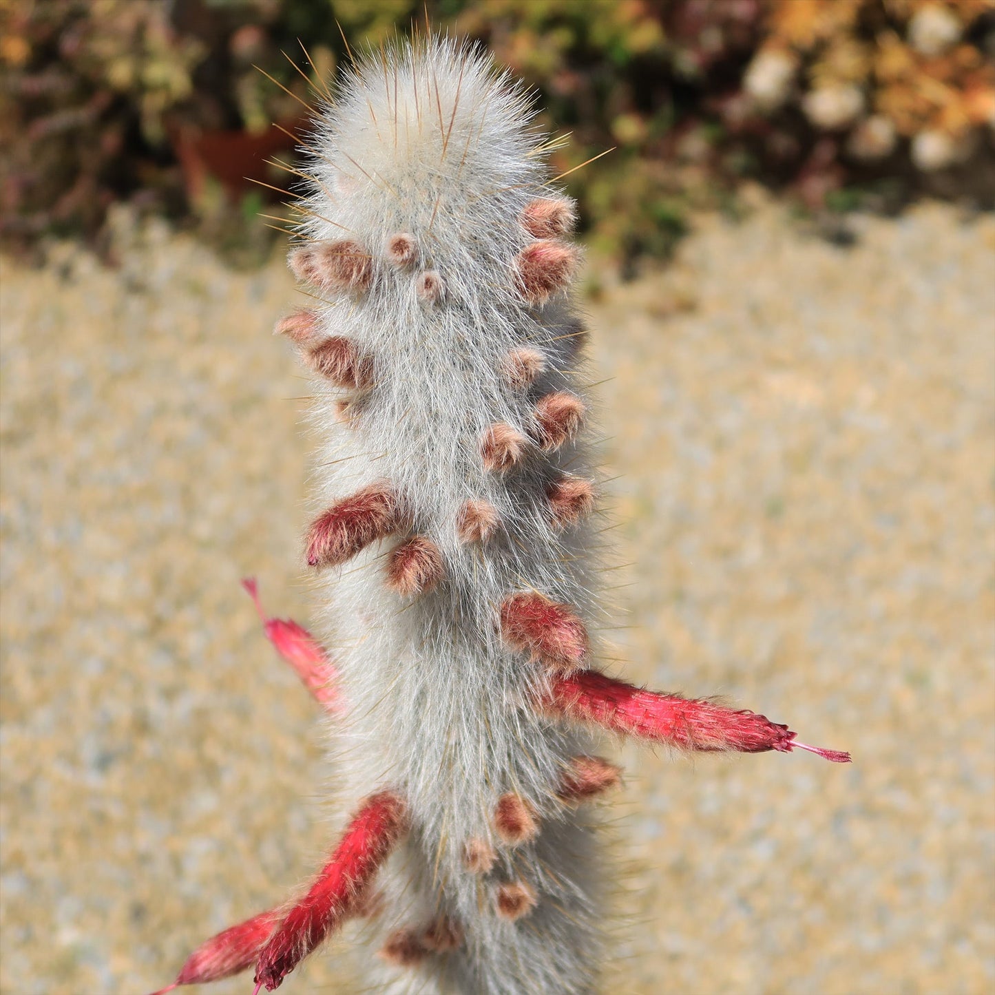 Silver Torch Cactus 'Cleistocactus strausii'