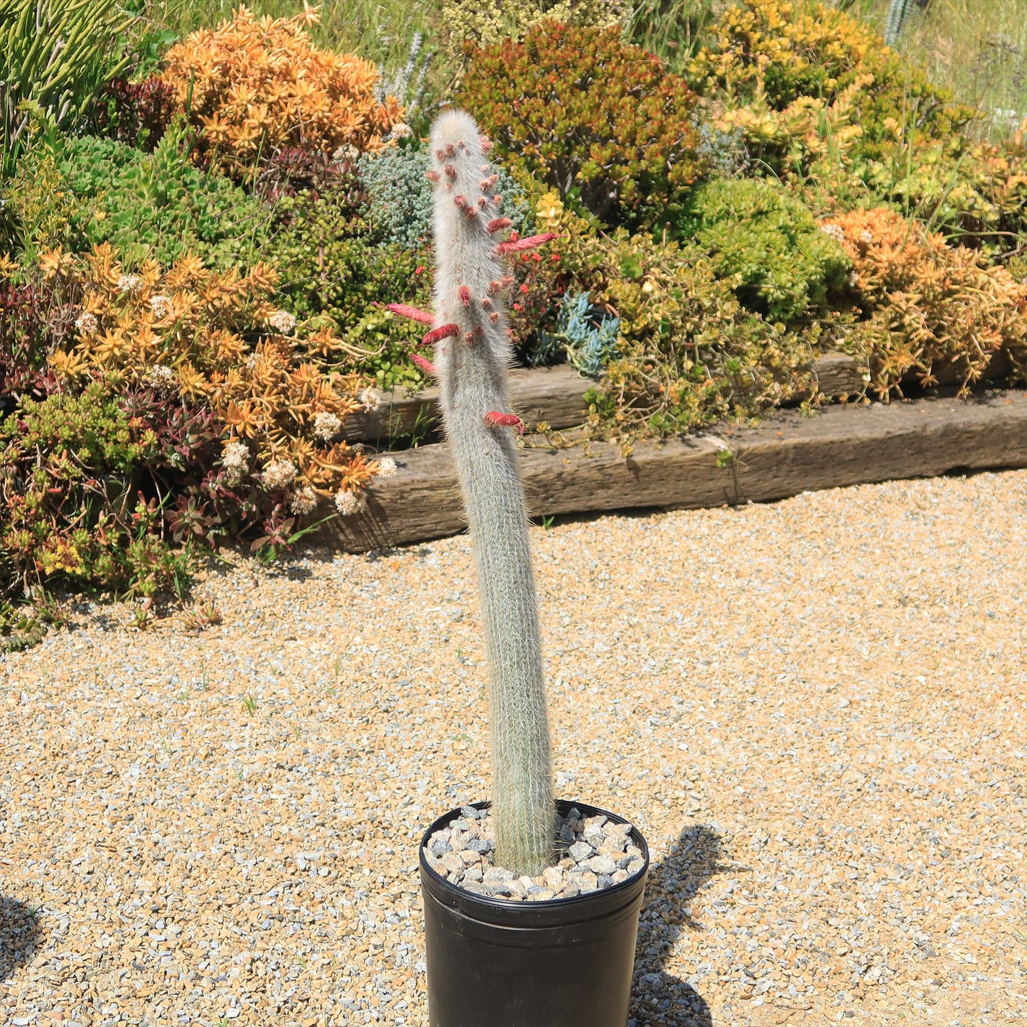 Silver Torch Cactus 'Cleistocactus strausii'
