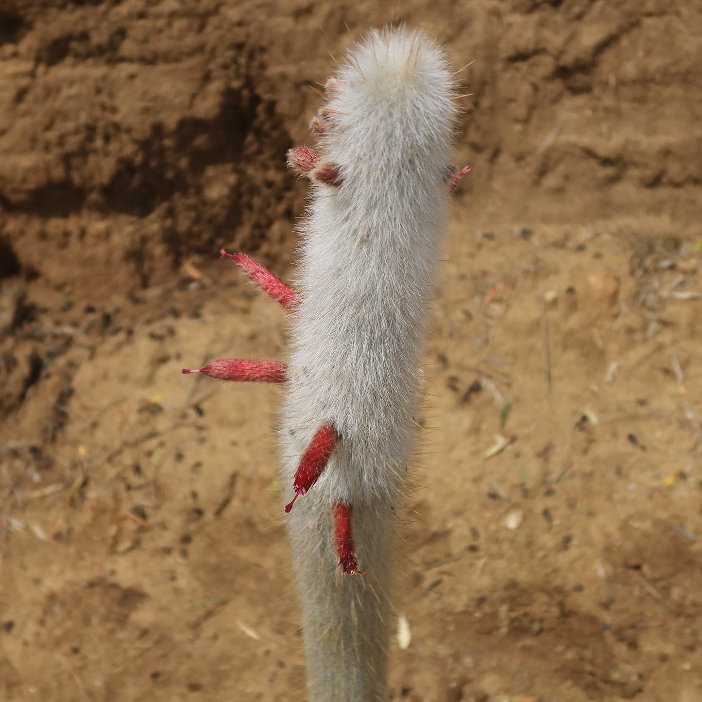 Silver Torch Cactus 'Cleistocactus strausii'