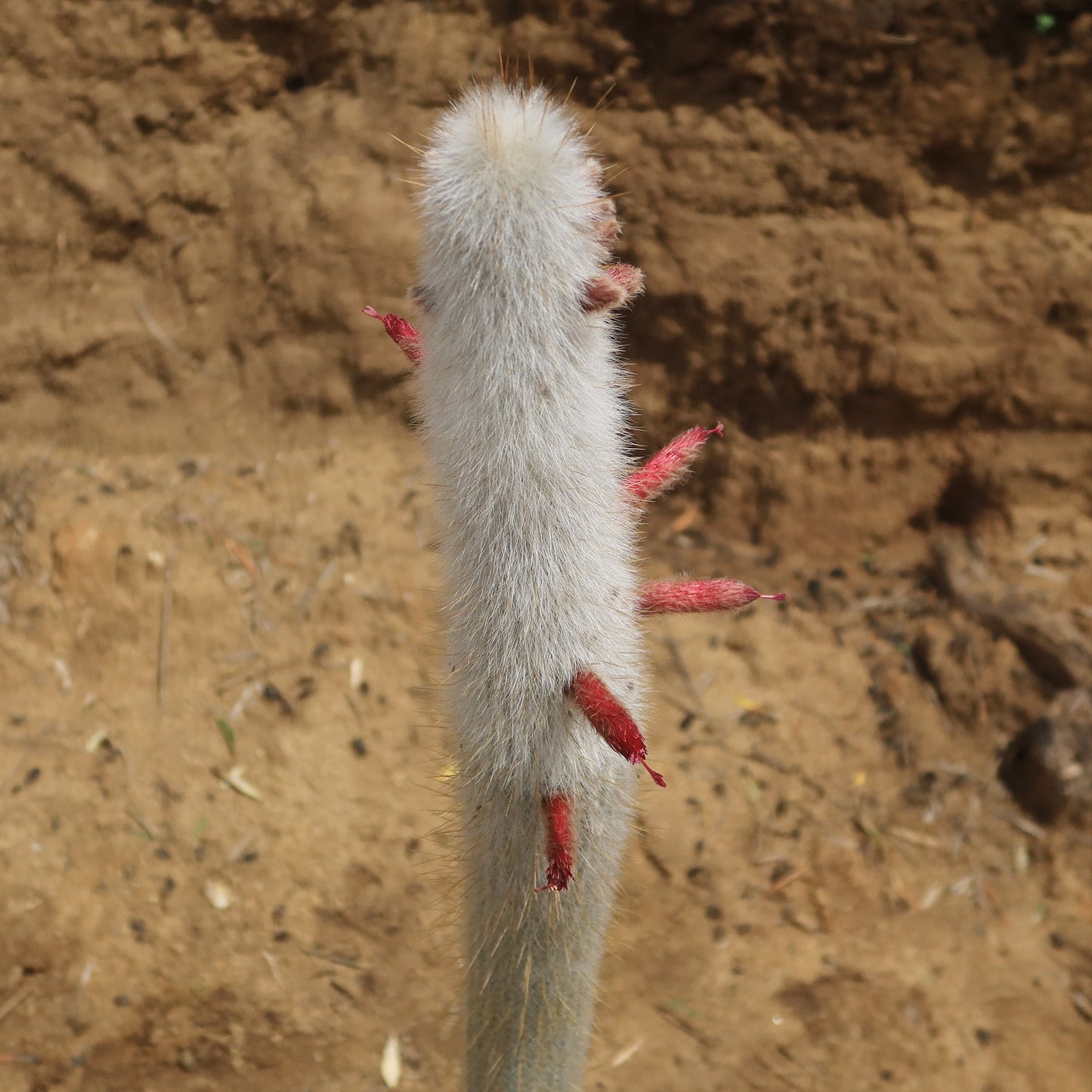Silver Torch Cactus 'Cleistocactus strausii'