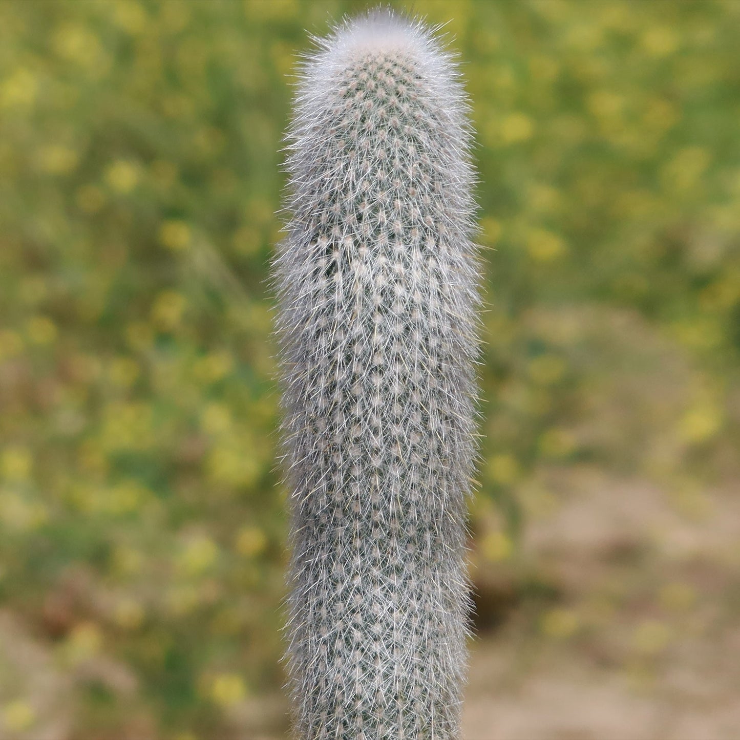 Silver Torch Cactus 'Cleistocactus strausii'