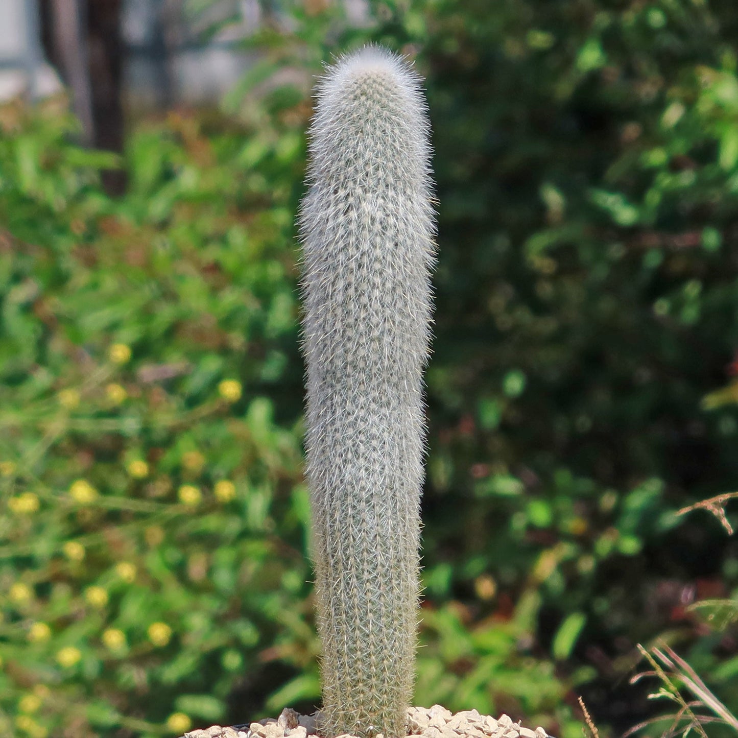 Silver Torch Cactus 'Cleistocactus strausii'