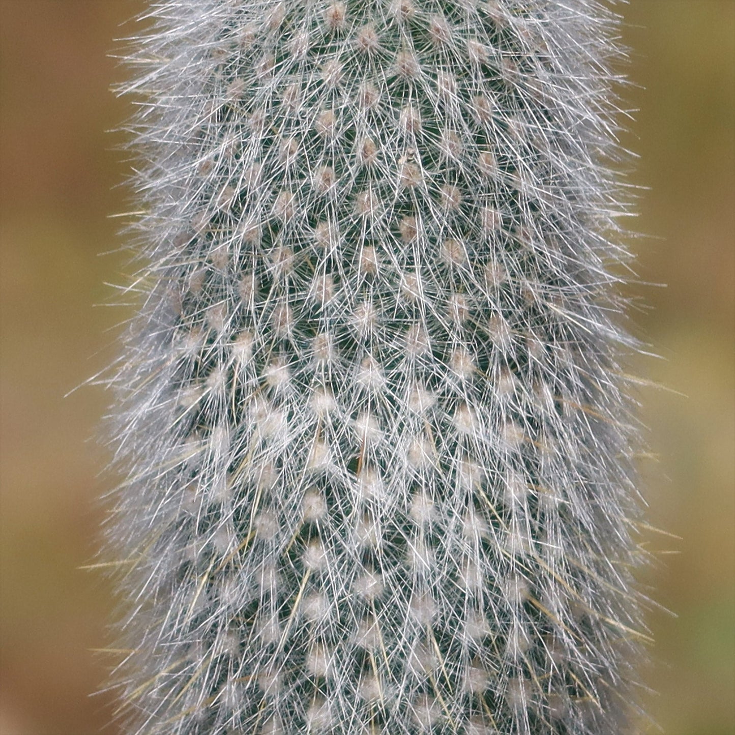 Silver Torch Cactus 'Cleistocactus strausii'