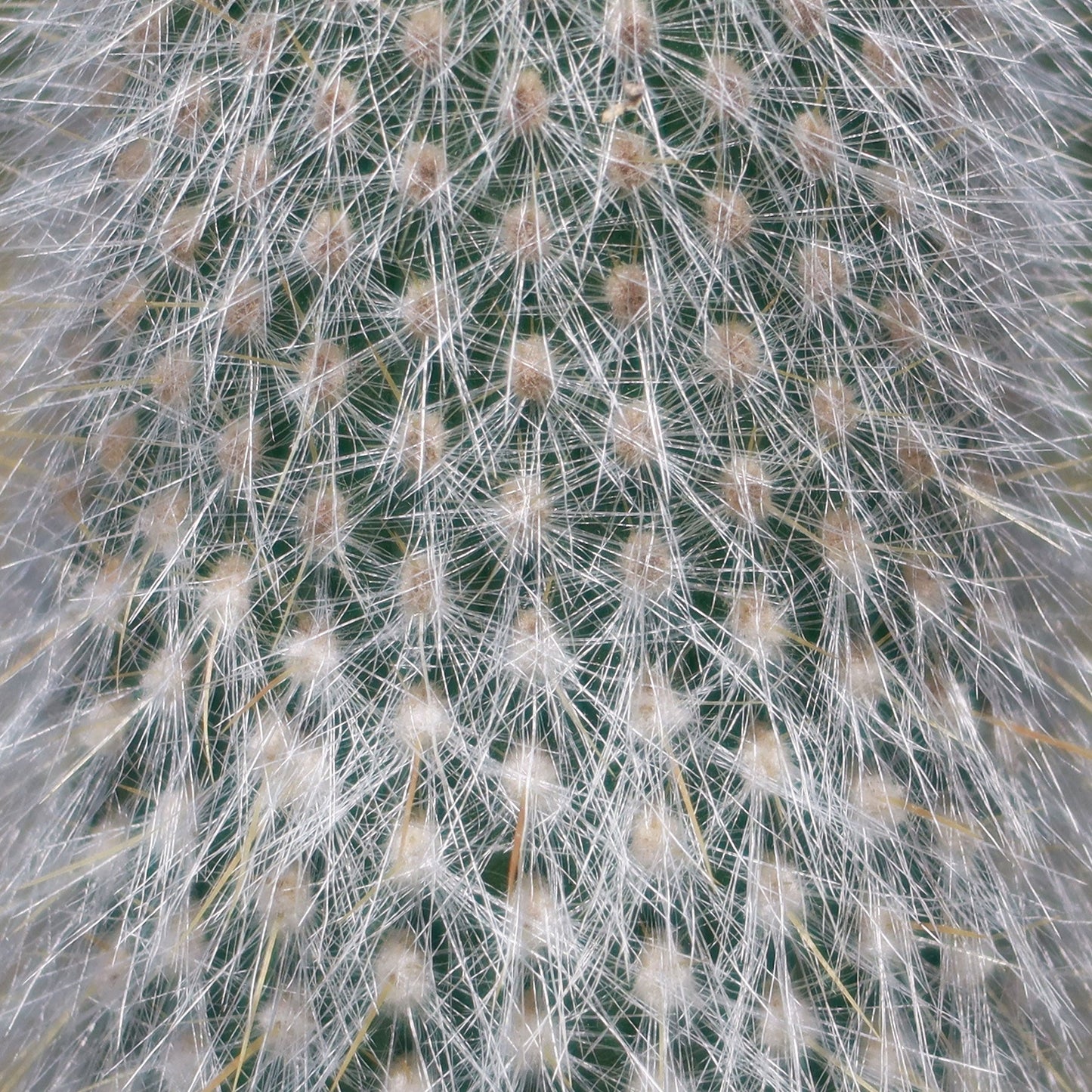 Silver Torch Cactus 'Cleistocactus strausii'