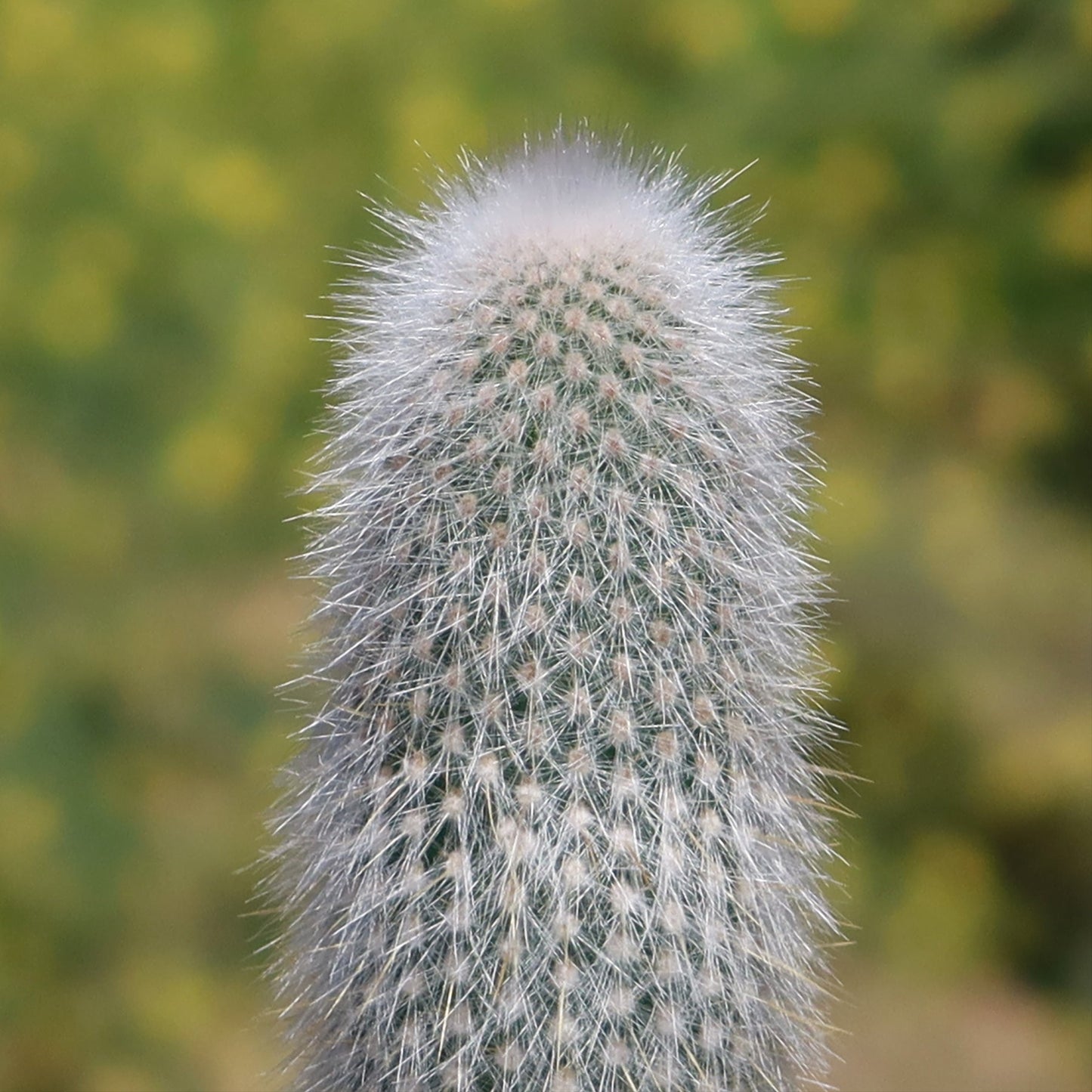 Silver Torch Cactus 'Cleistocactus strausii'