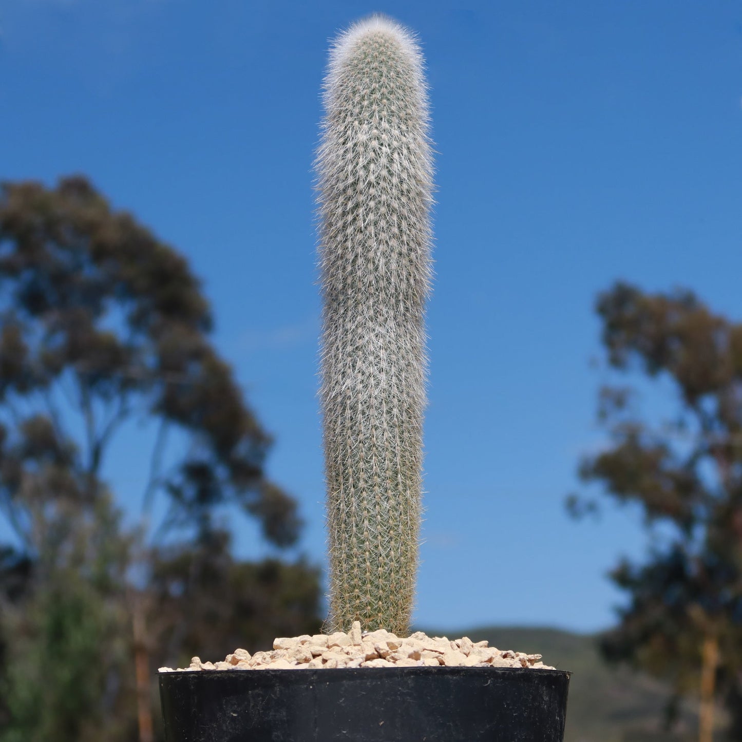Silver Torch Cactus 'Cleistocactus strausii'