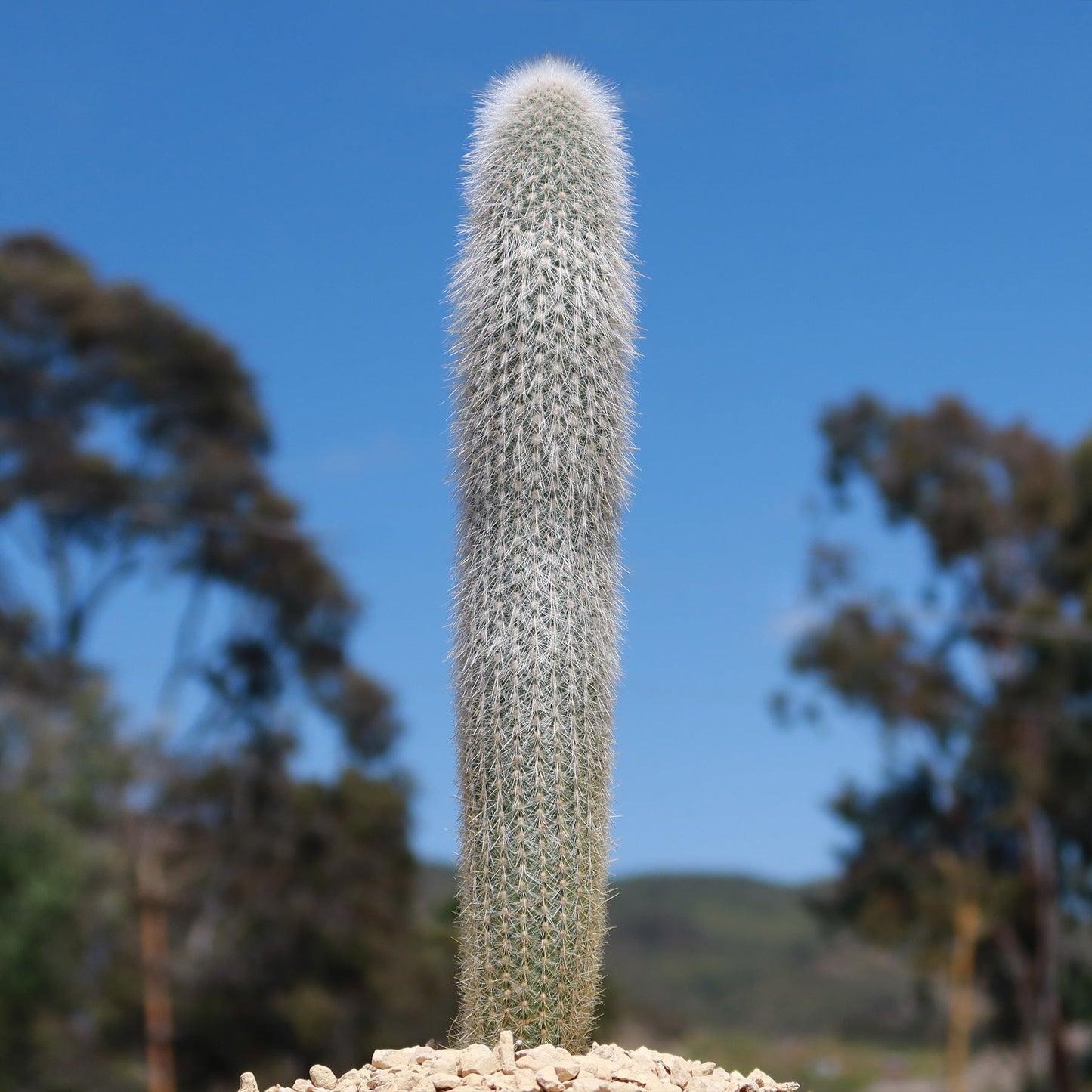 Silver Torch Cactus 'Cleistocactus strausii'