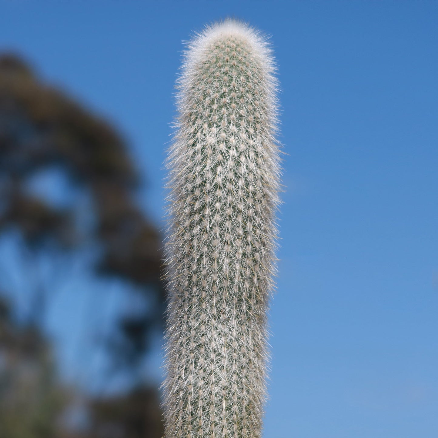 Silver Torch Cactus 'Cleistocactus strausii'