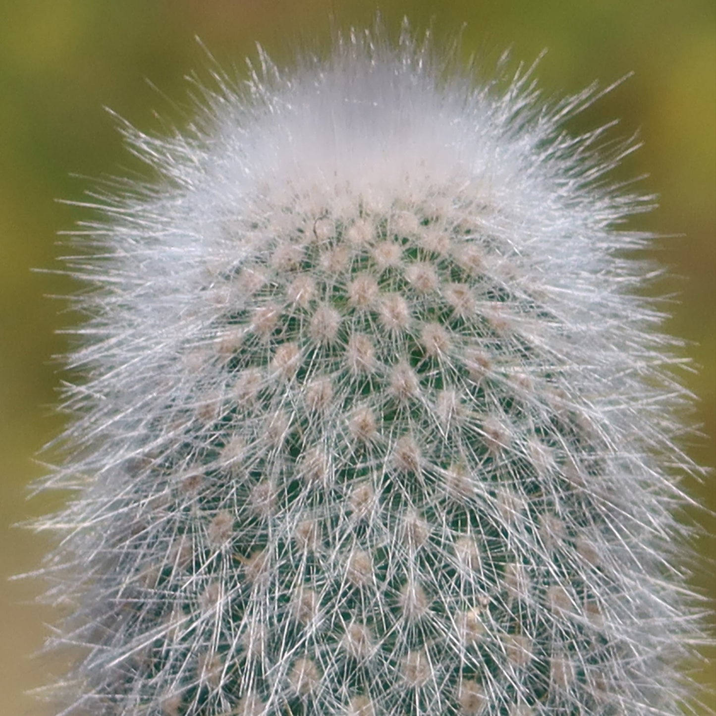Silver Torch Cactus 'Cleistocactus strausii'