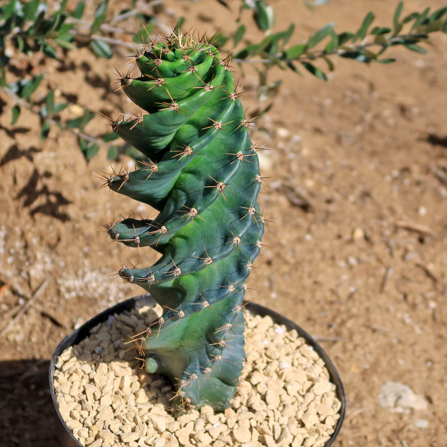 Spiral Cactus - Cereus forbesii 'spiralis
