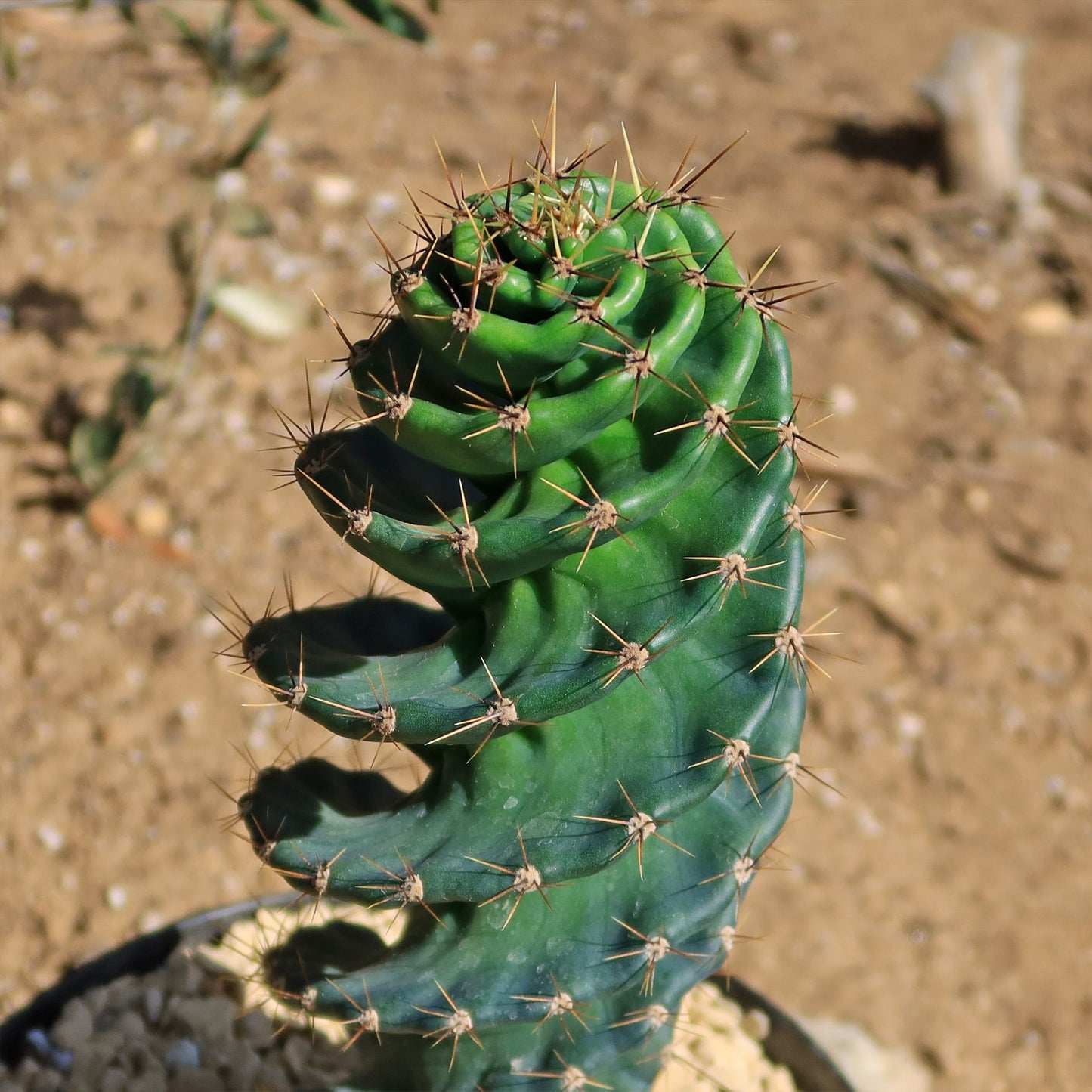 Spiral Cactus - Cereus forbesii 'spiralis