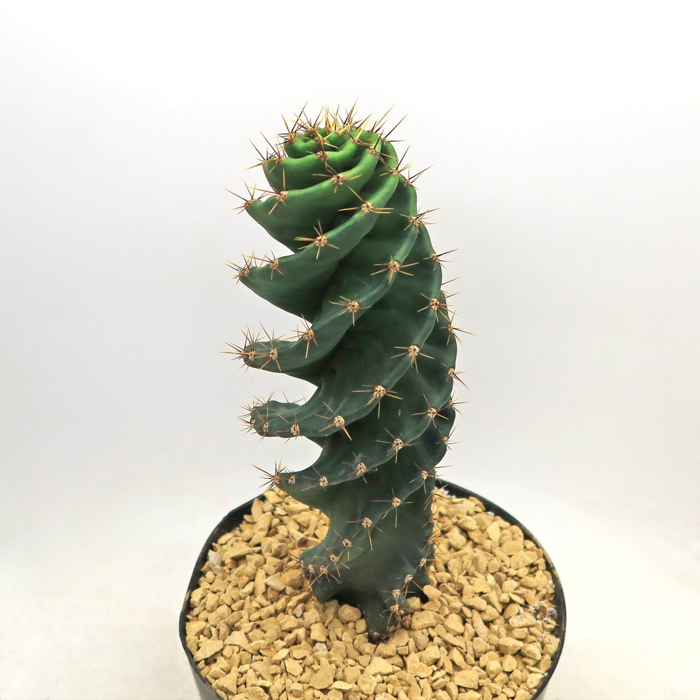 Spiral Cactus - Cereus forbesii 'spiralis