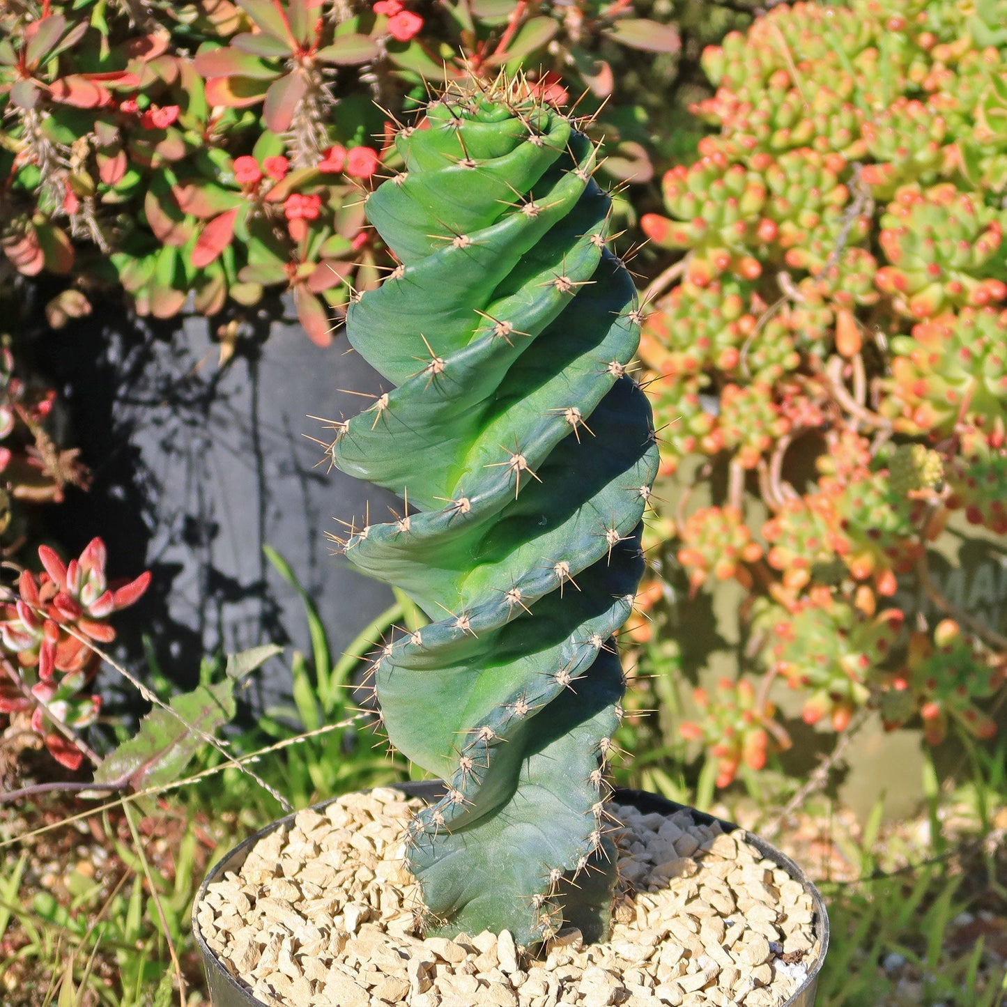 Spiral Cactus - Cereus forbesii 'spiralis