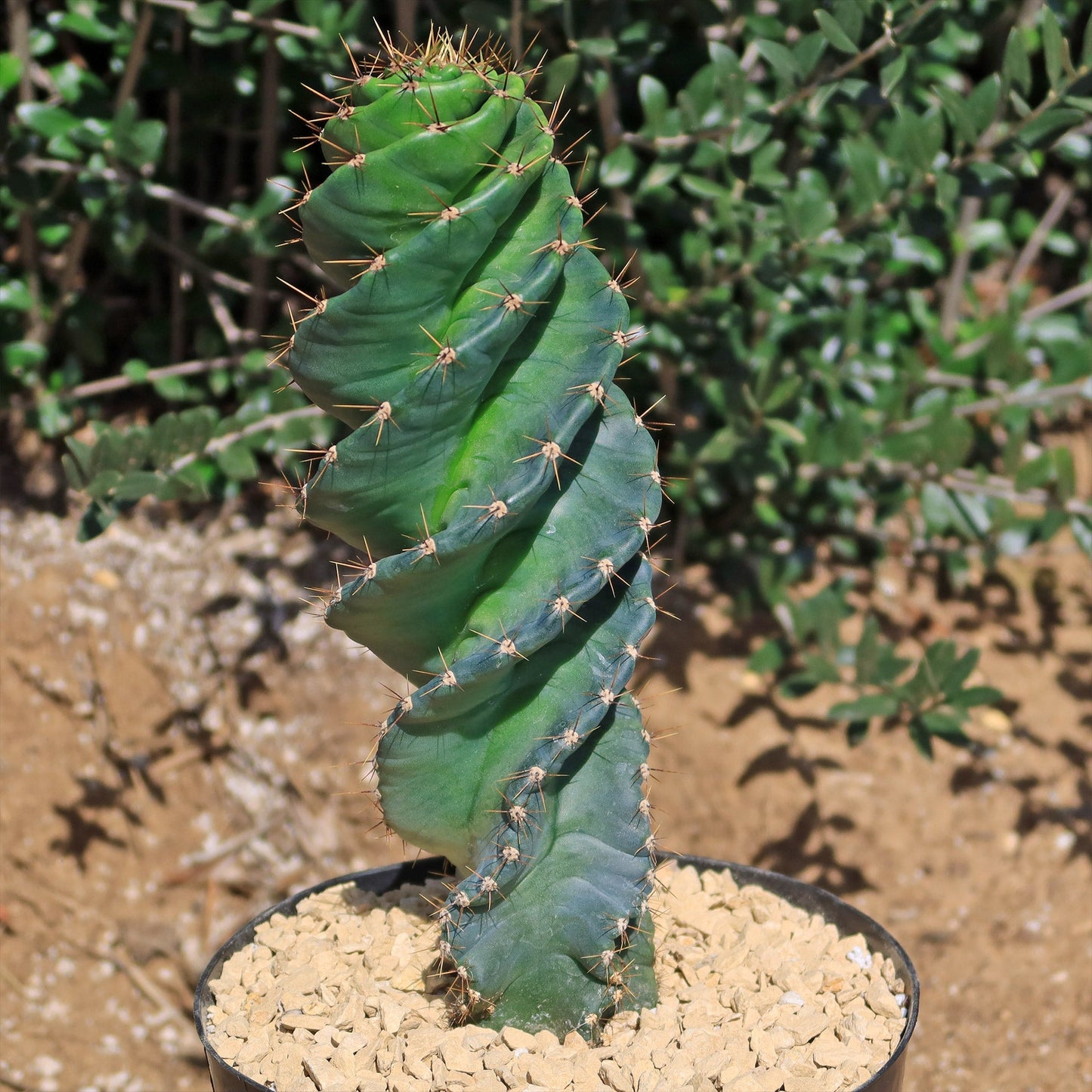 Spiral Cactus - Cereus forbesii 'spiralis