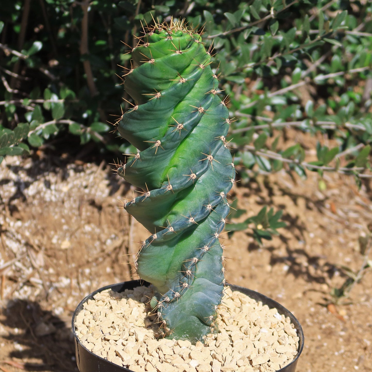 Spiral Cactus - Cereus forbesii 'spiralis
