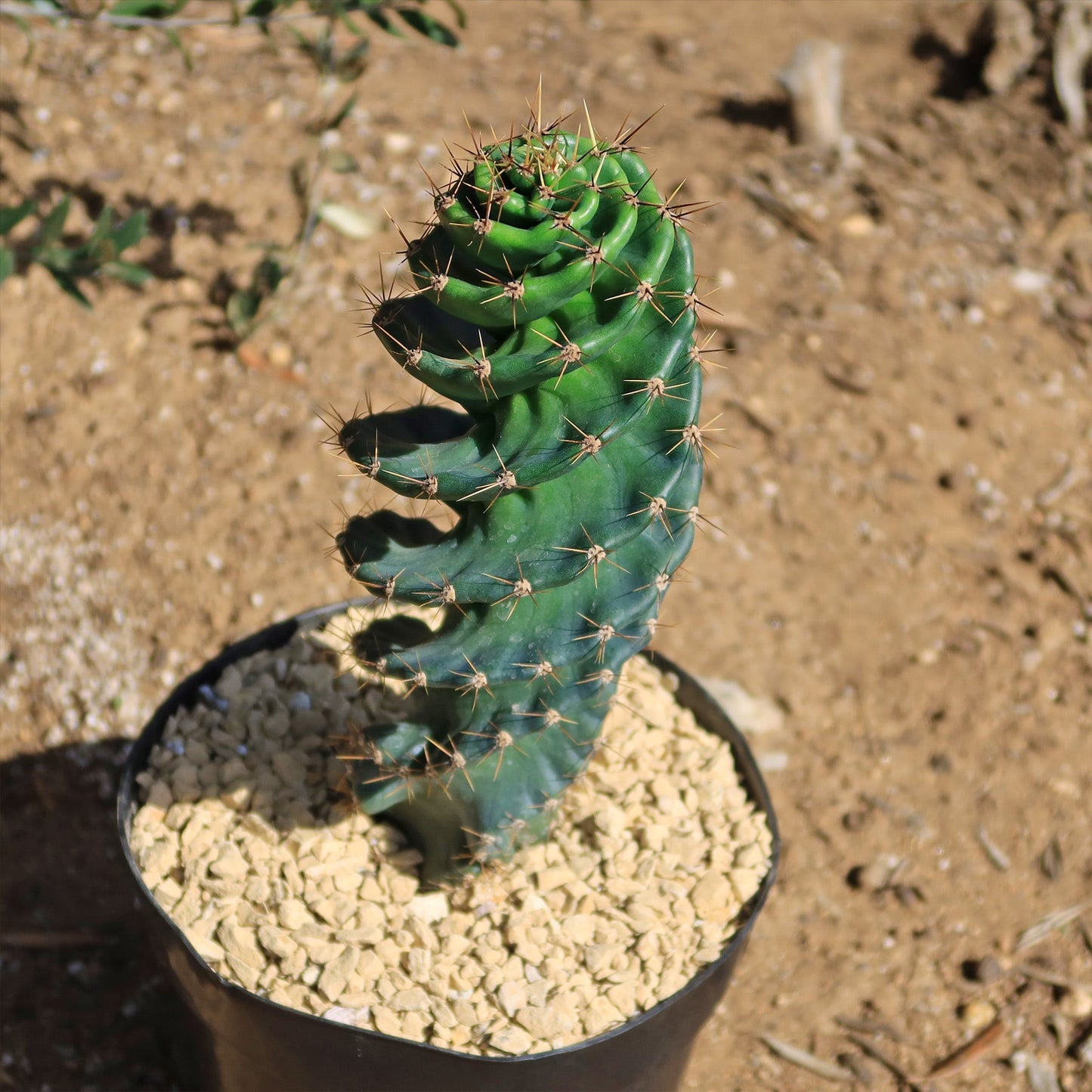 Spiral Cactus - Cereus forbesii 'spiralis