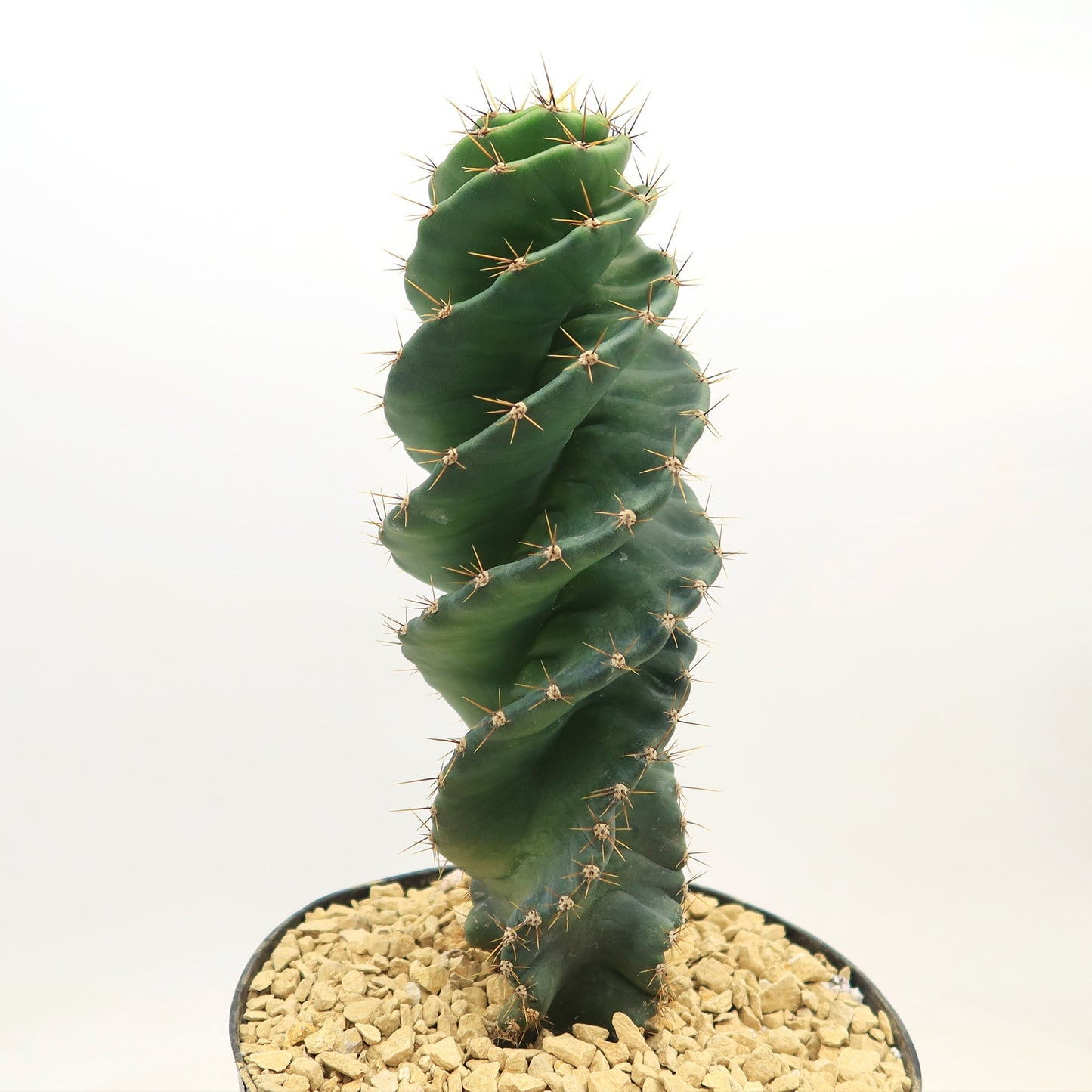 Spiral Cactus - Cereus forbesii 'spiralis