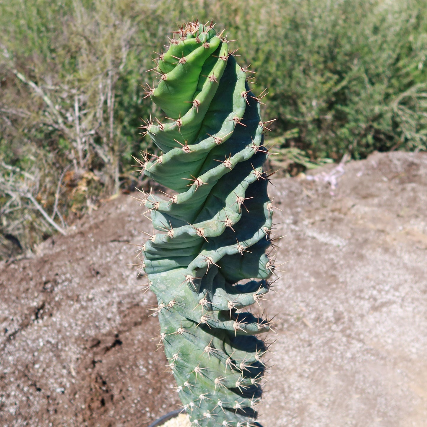 Spiral Cactus - Cereus forbesii 'spiralis