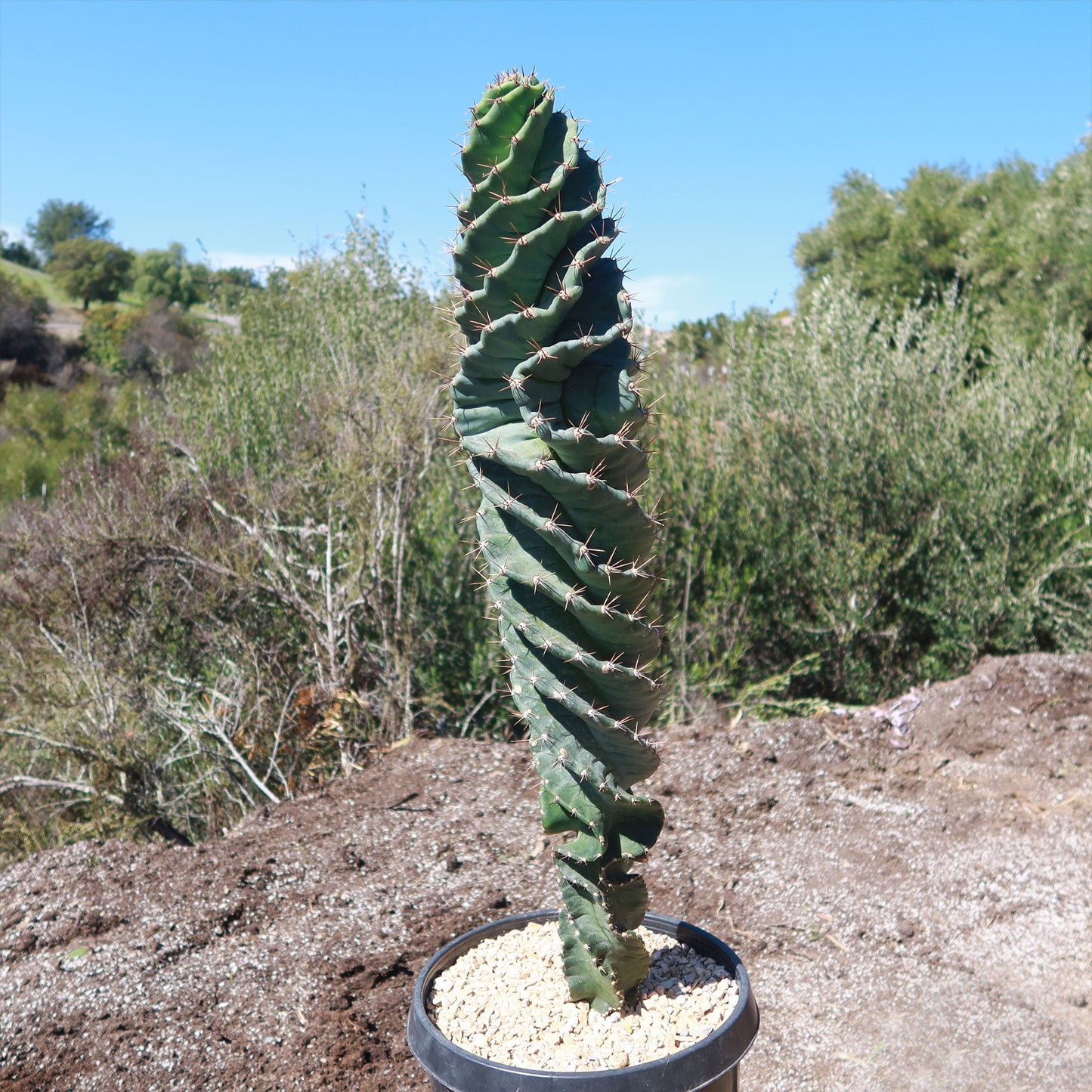 Spiral Cactus - Cereus forbesii 'spiralis