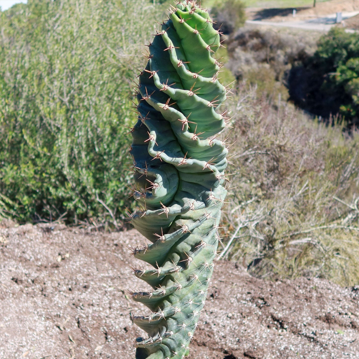 Spiral Cactus - Cereus forbesii 'spiralis