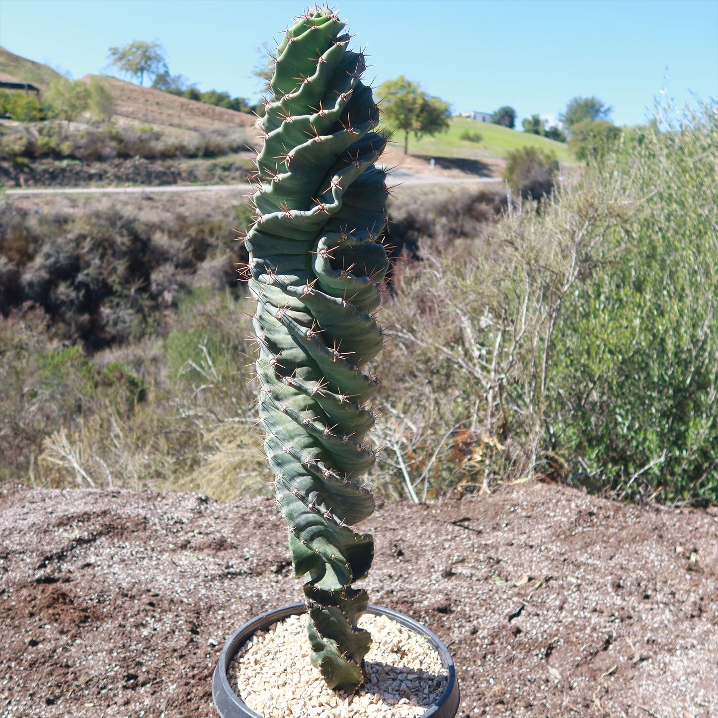 Spiral Cactus - Cereus forbesii 'spiralis
