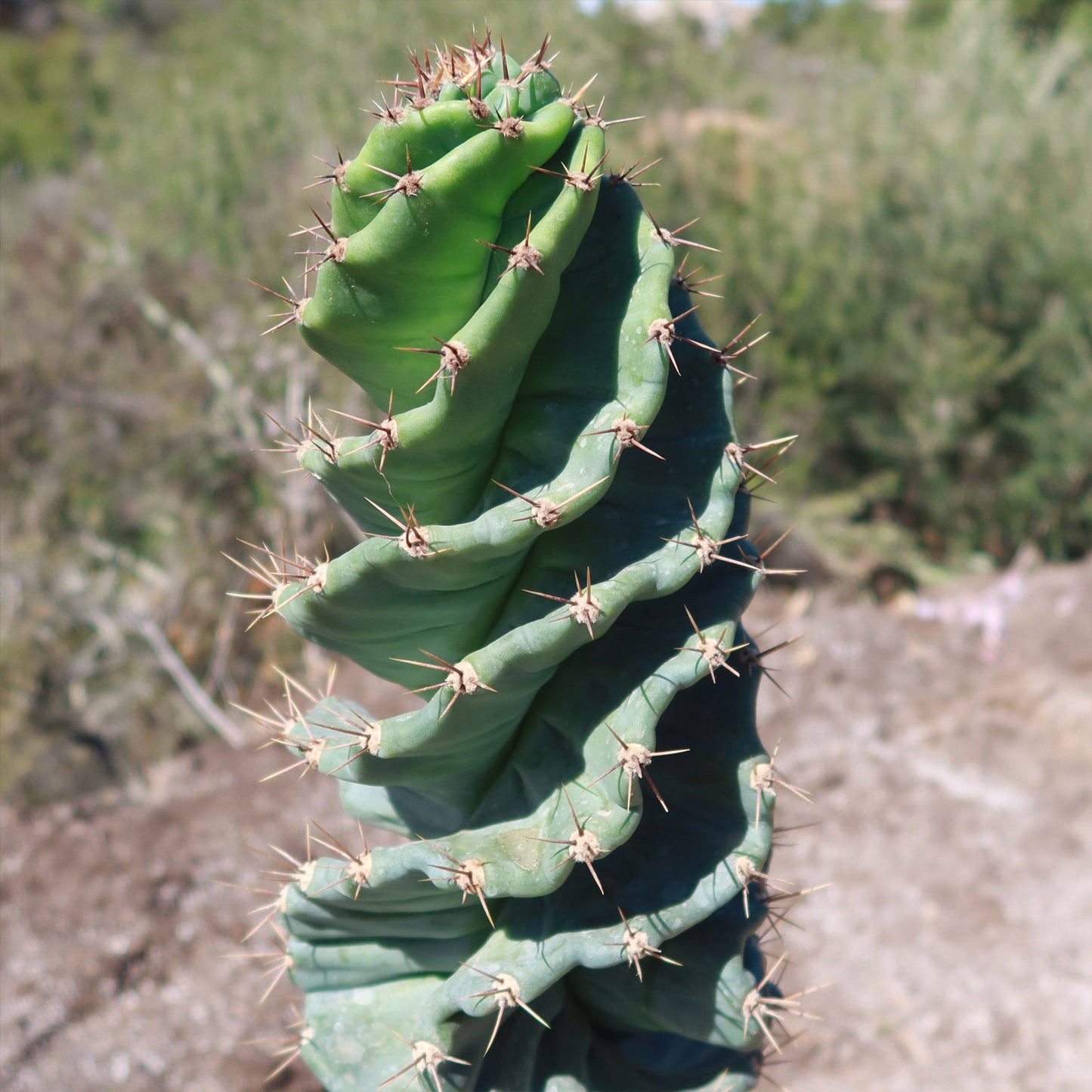 Spiral Cactus - Cereus forbesii 'spiralis