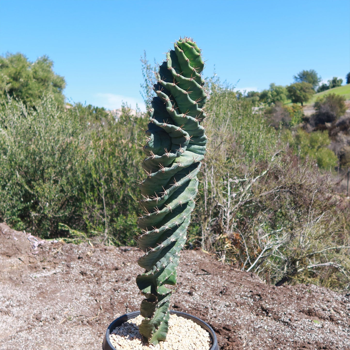 Spiral Cactus - Cereus forbesii 'spiralis
