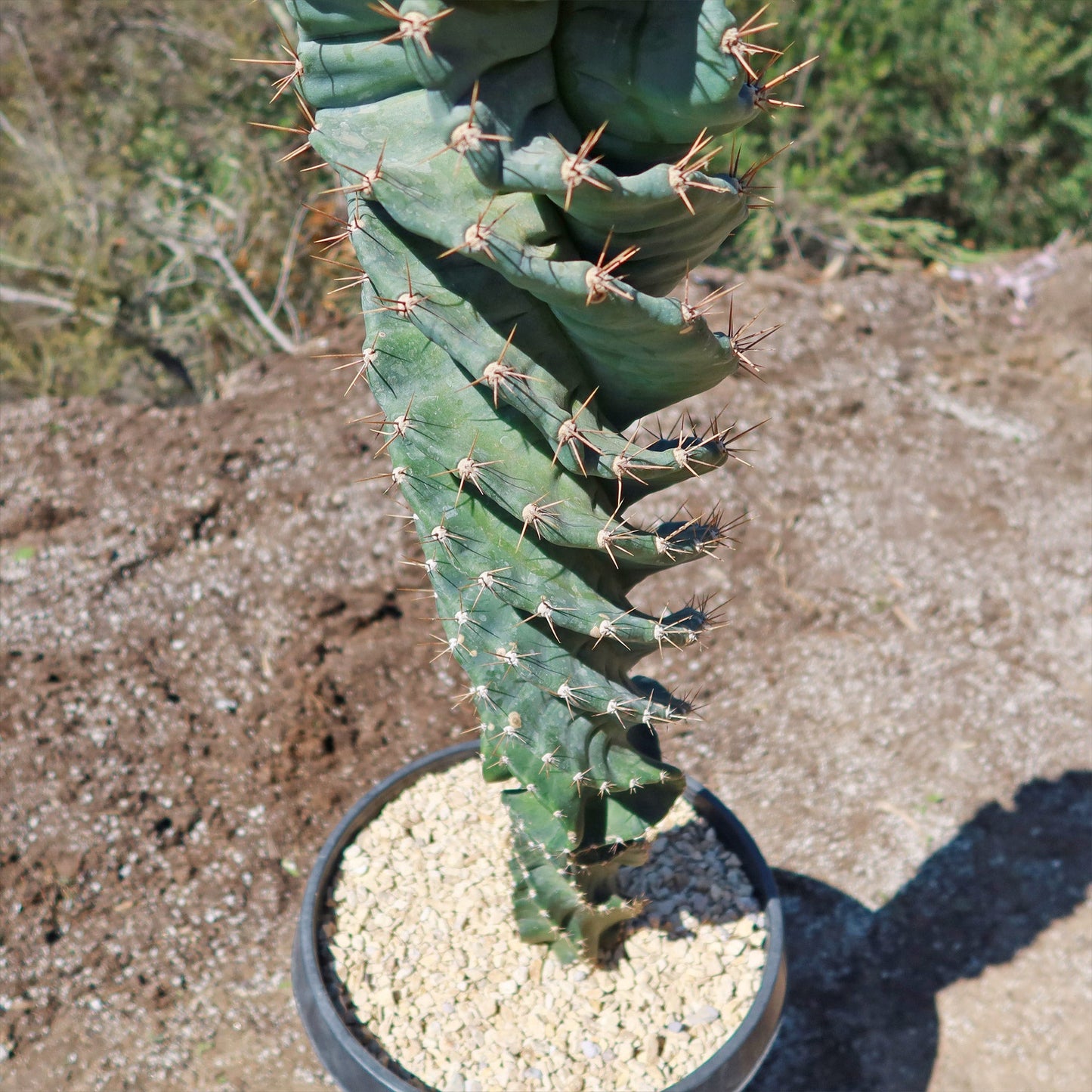 Spiral Cactus - Cereus forbesii 'spiralis