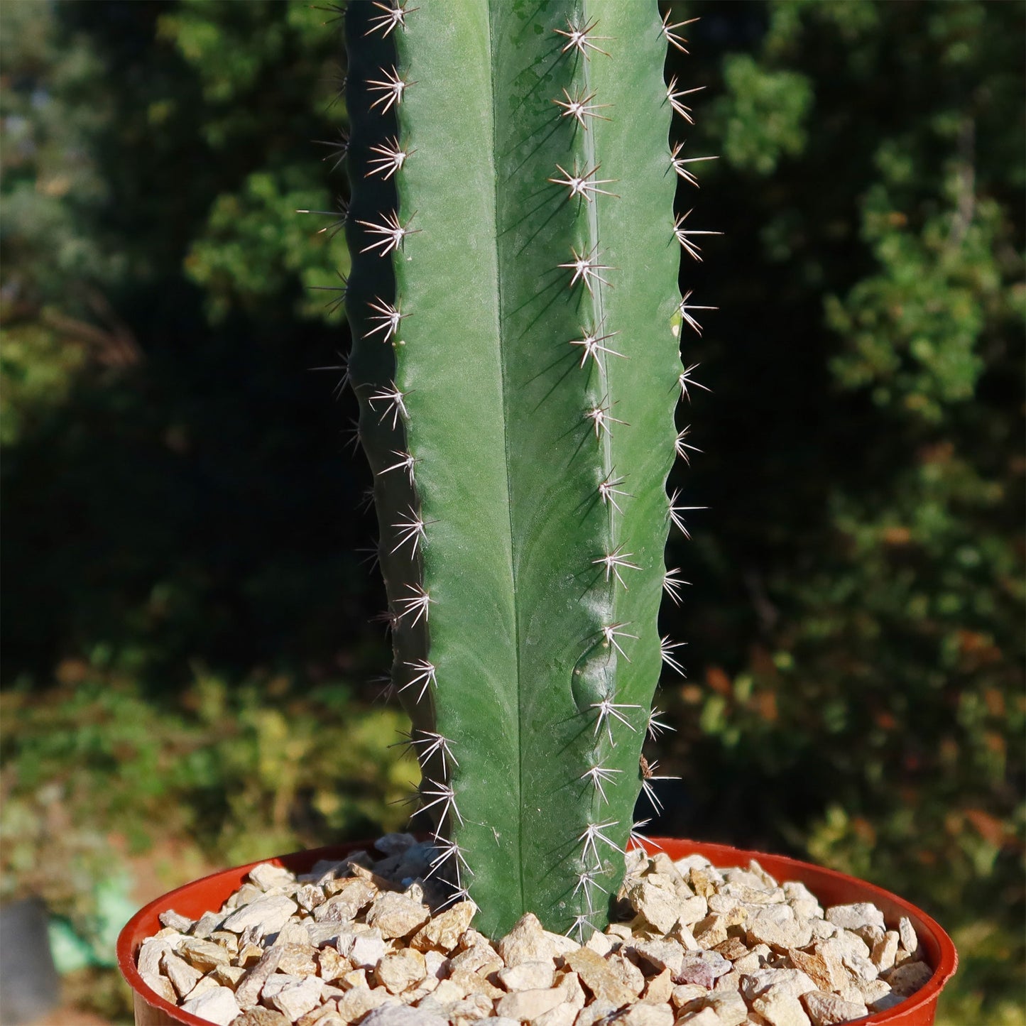 Stenocereus griseus