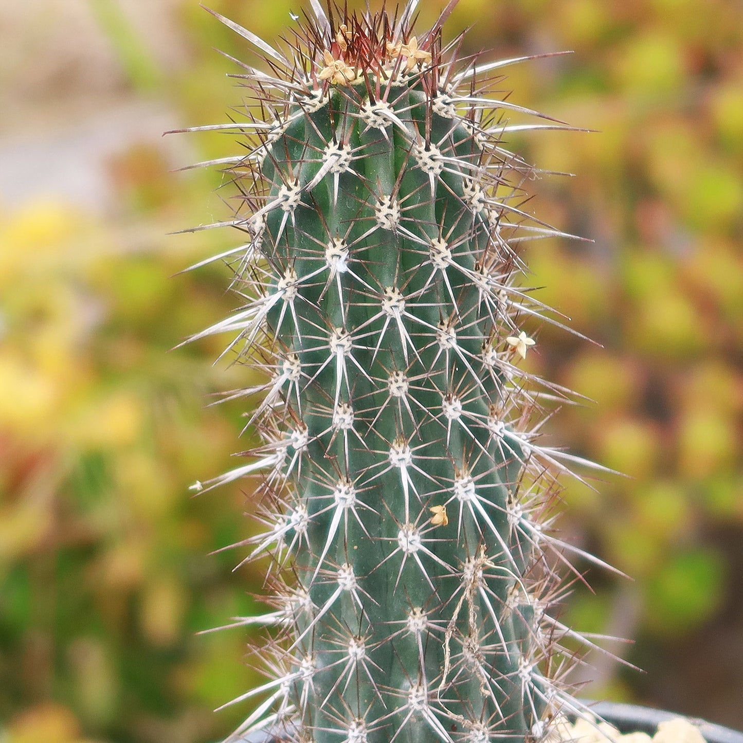 Stenocereus machaerocereus eruca