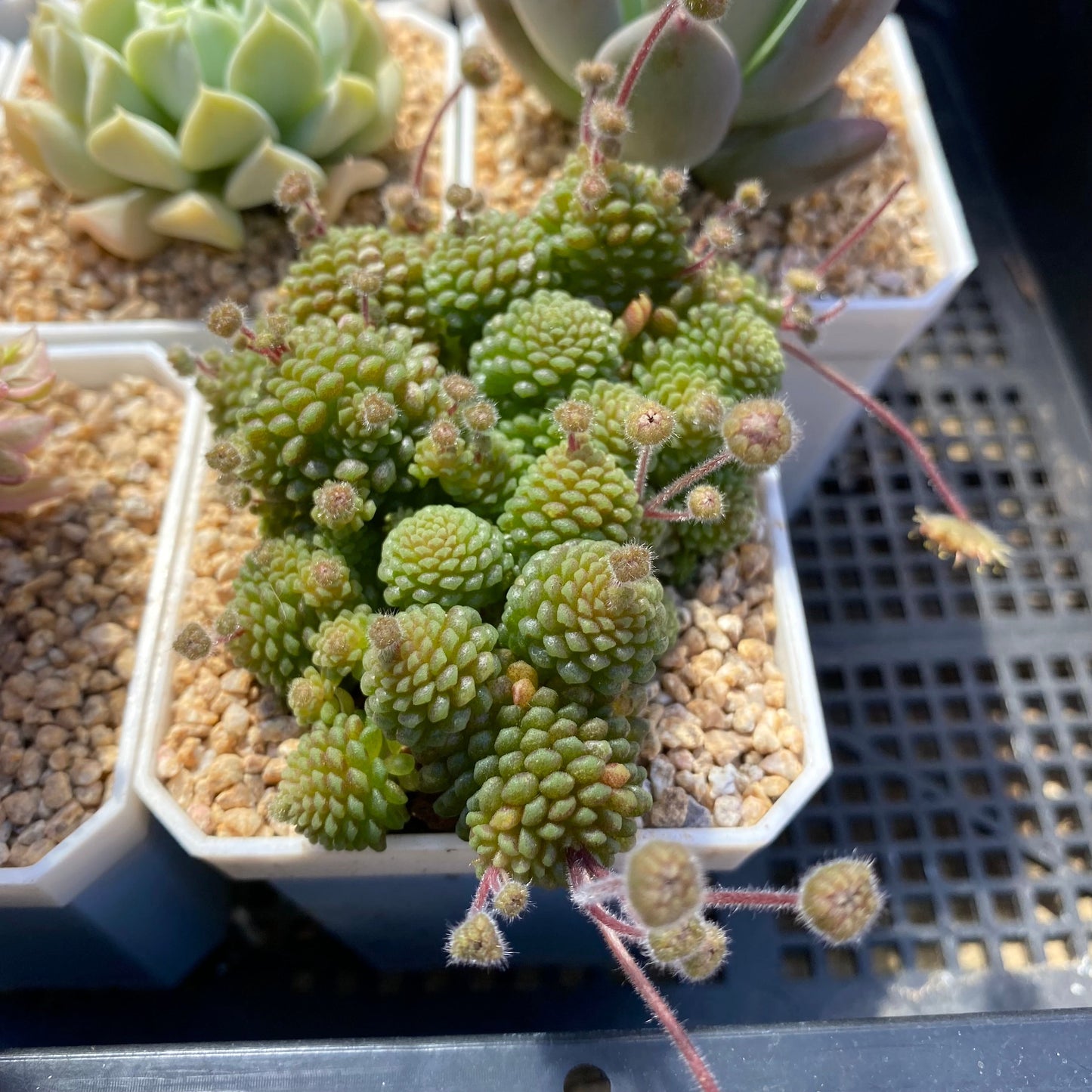 Monanthes polyphylla
