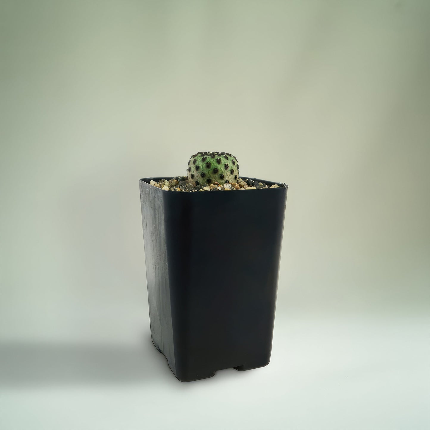 Sulcorebutia rauschii Canigueralii f. Violacidermis