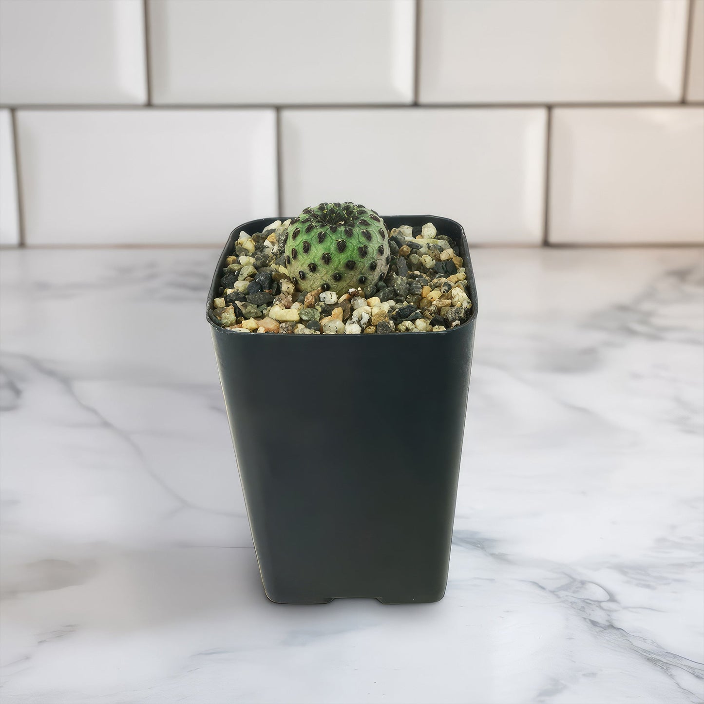 Sulcorebutia rauschii Canigueralii f. Violacidermis