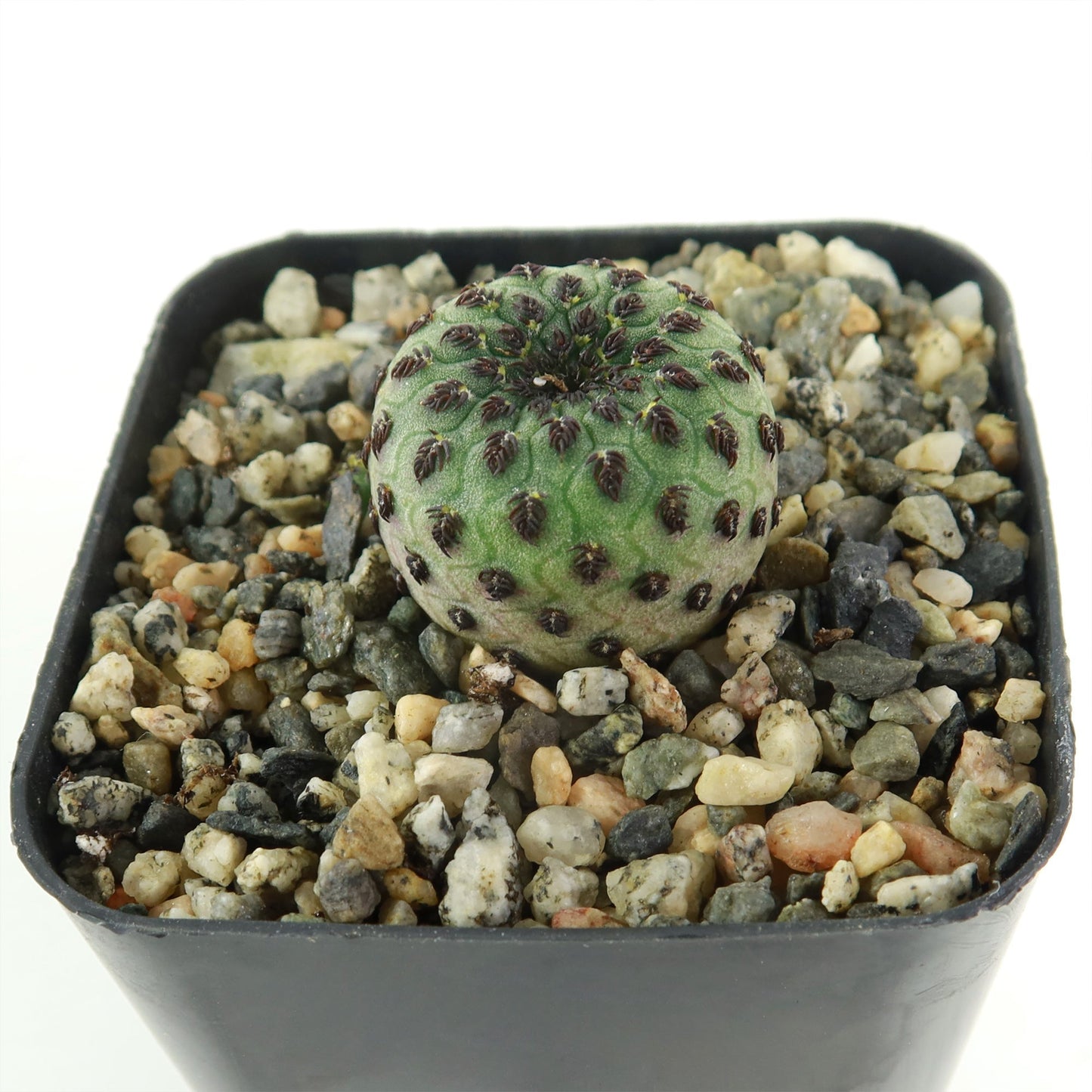 Sulcorebutia rauschii Canigueralii f. Violacidermis