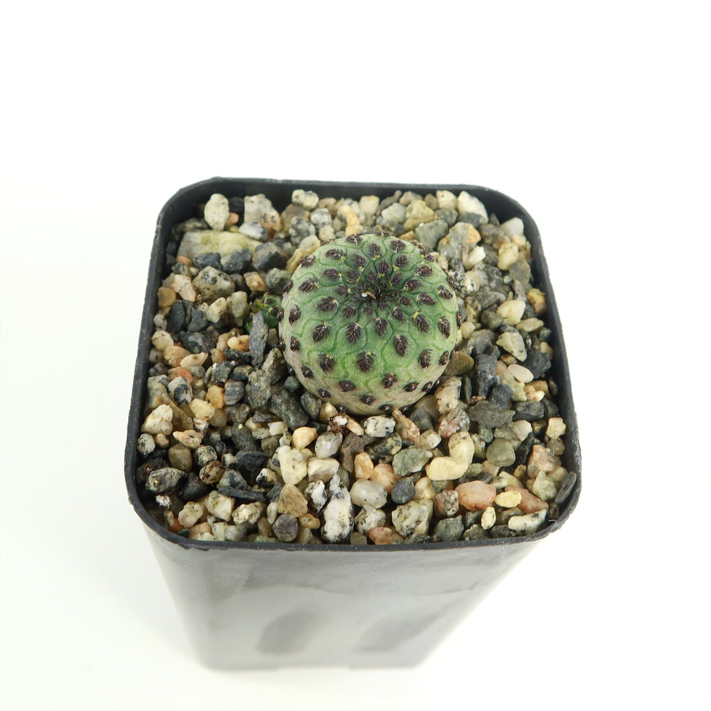 Sulcorebutia rauschii Canigueralii f. Violacidermis