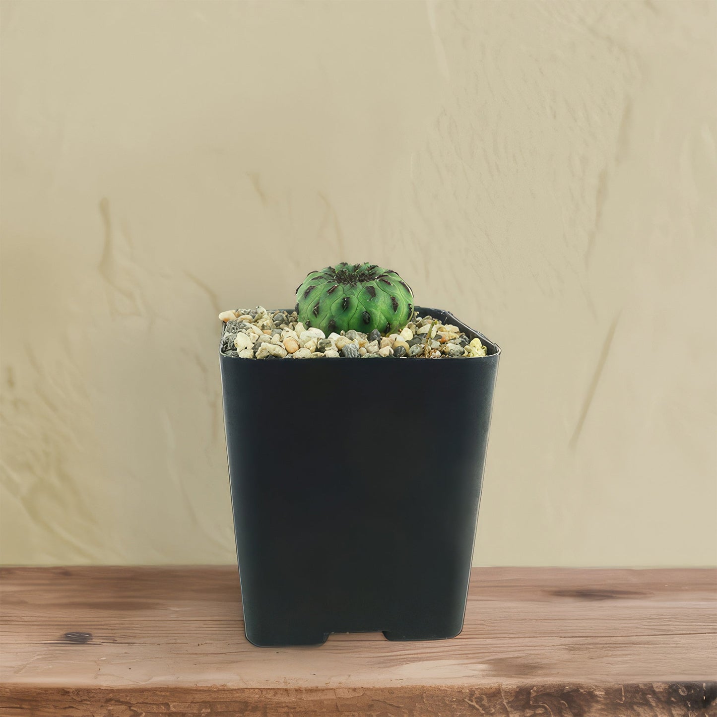 Sulcorebutia rauschii viridermis